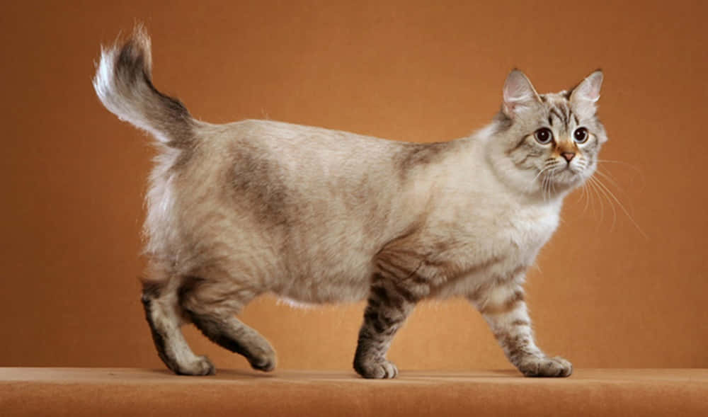 American Bobtail 桌布 壁紙 — 一隻毛茸茸的虎斑貓，彎曲的尾巴，在棕色的表面上自信地行走，背景是純棕色。