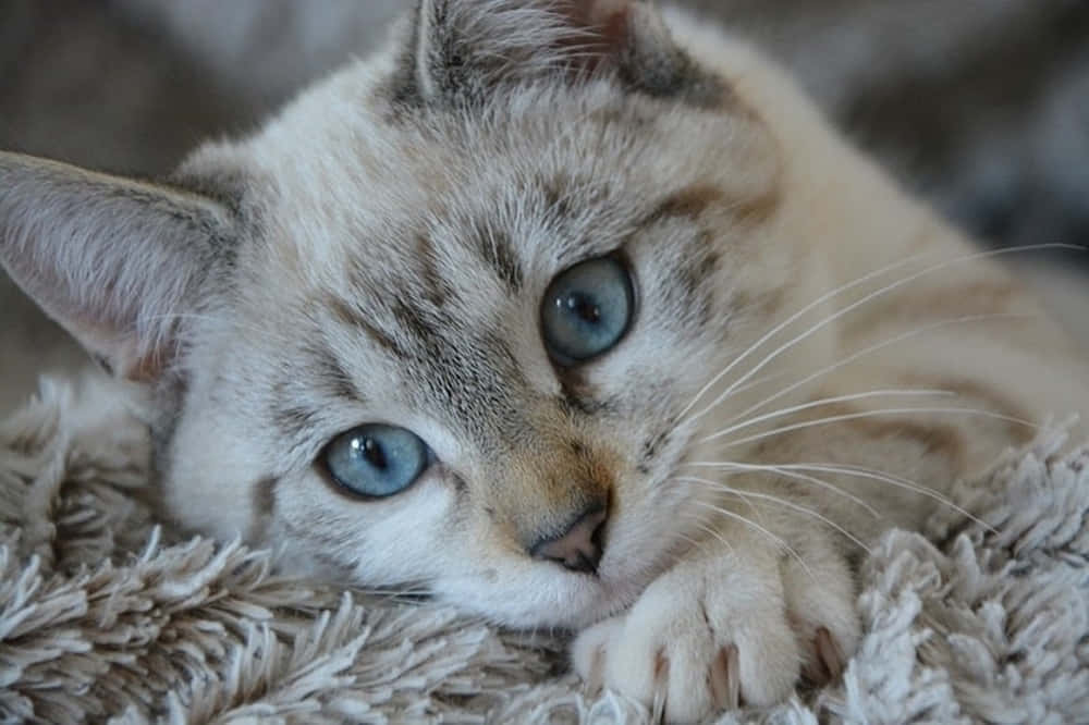 Ojos Azules Cat 桌布 壁紙 — 一隻毛茸茸的虎斑貓，擁有一對搶眼的藍色眼睛，在柔軟有質感的毛毯上休息的特寫。