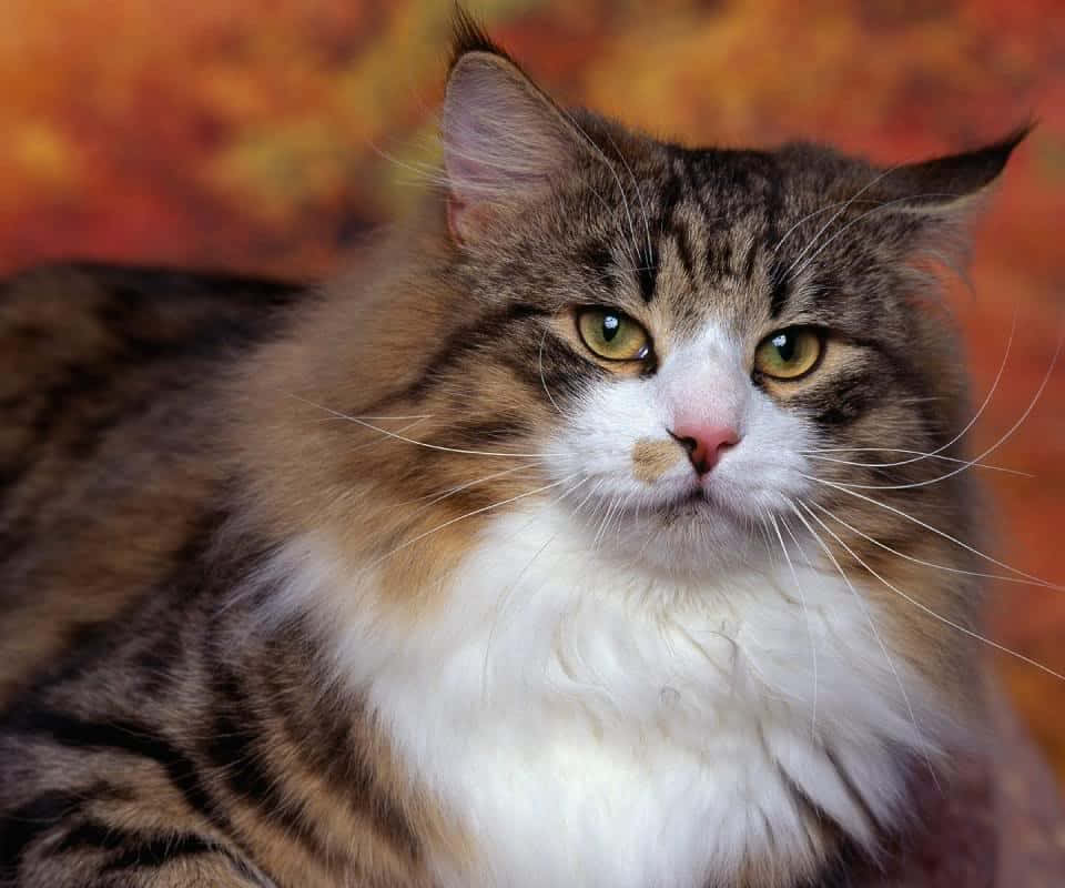 Norwegian Forest Cat 桌布 壁紙 — 一隻毛茸茸的虎斑貓，擁有引人注目的綠色眼睛，在溫暖的秋日背景下專注地凝視。