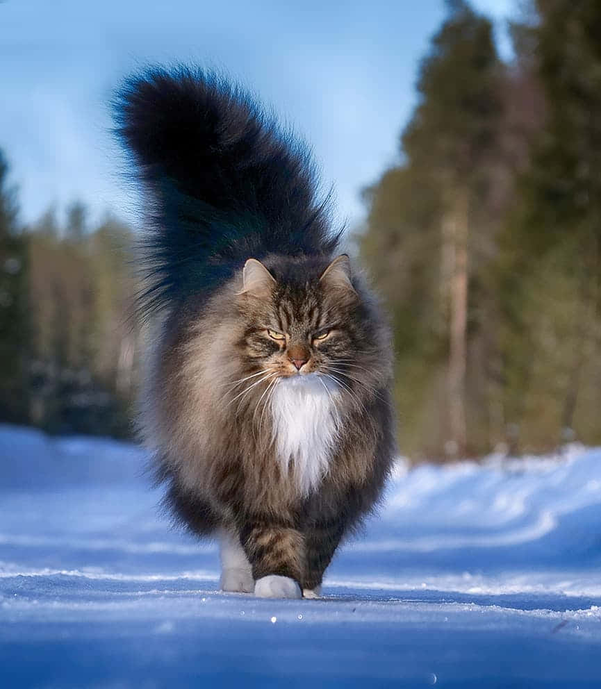 Norwegian Forest Cat 桌布 壁紙 — 一隻毛茸茸的虎斑貓，有一條蓬鬆的尾巴，在晴朗藍天下自信地走過白雪覆蓋的森林空地。