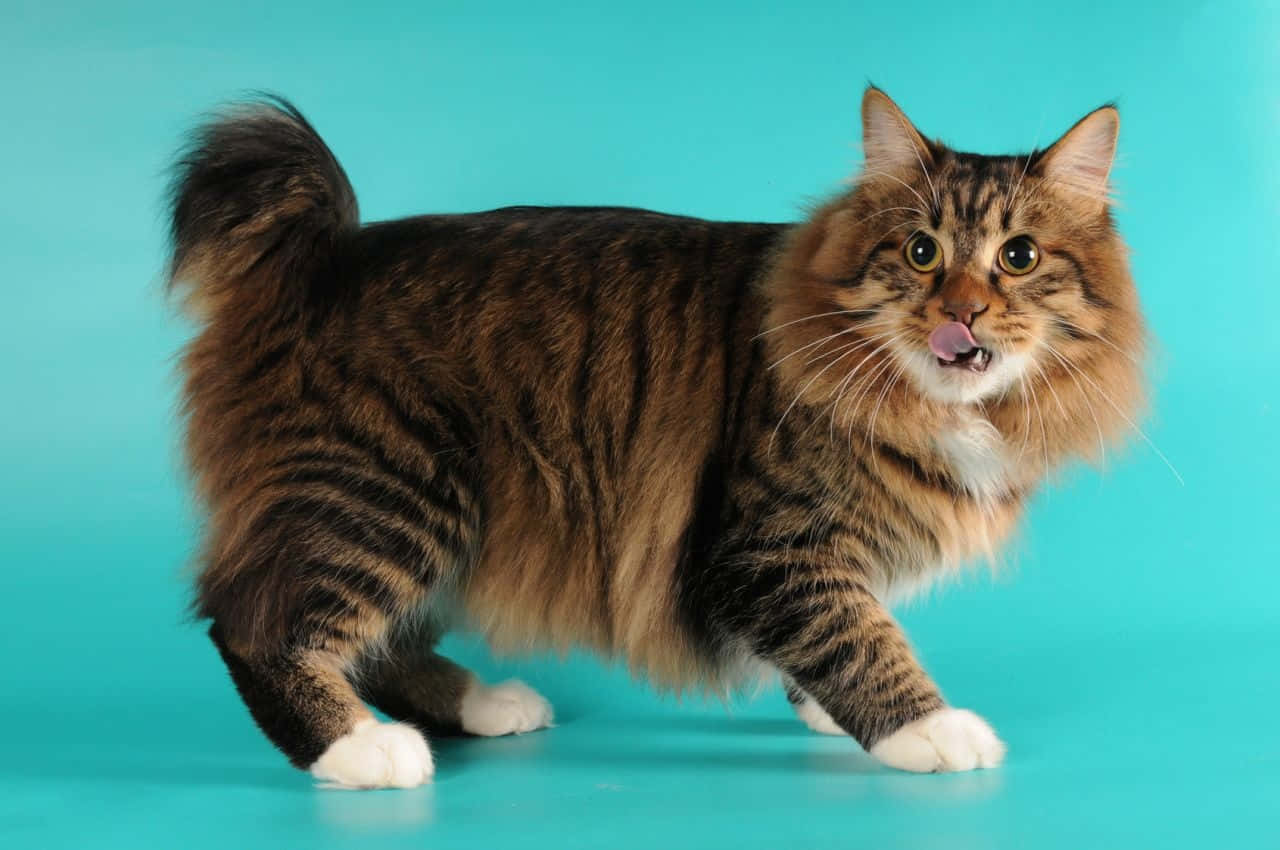 American Bobtail 桌布 壁紙 — 一隻毛茸茸的虎斑貓，有白色腳掌和蓬鬆尾巴，站在鮮豔的青綠色背景前警覺地看著，舌頭稍微伸出。