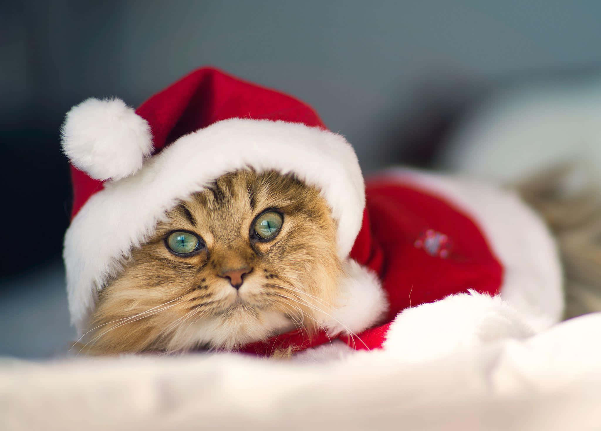 Christmas Cat 桌布 壁紙 — 一隻毛茸茸的虎斑貓，有著引人注目的綠色眼睛，戴著紅色聖誕帽和配套服裝，躺在柔軟的白色表面上。