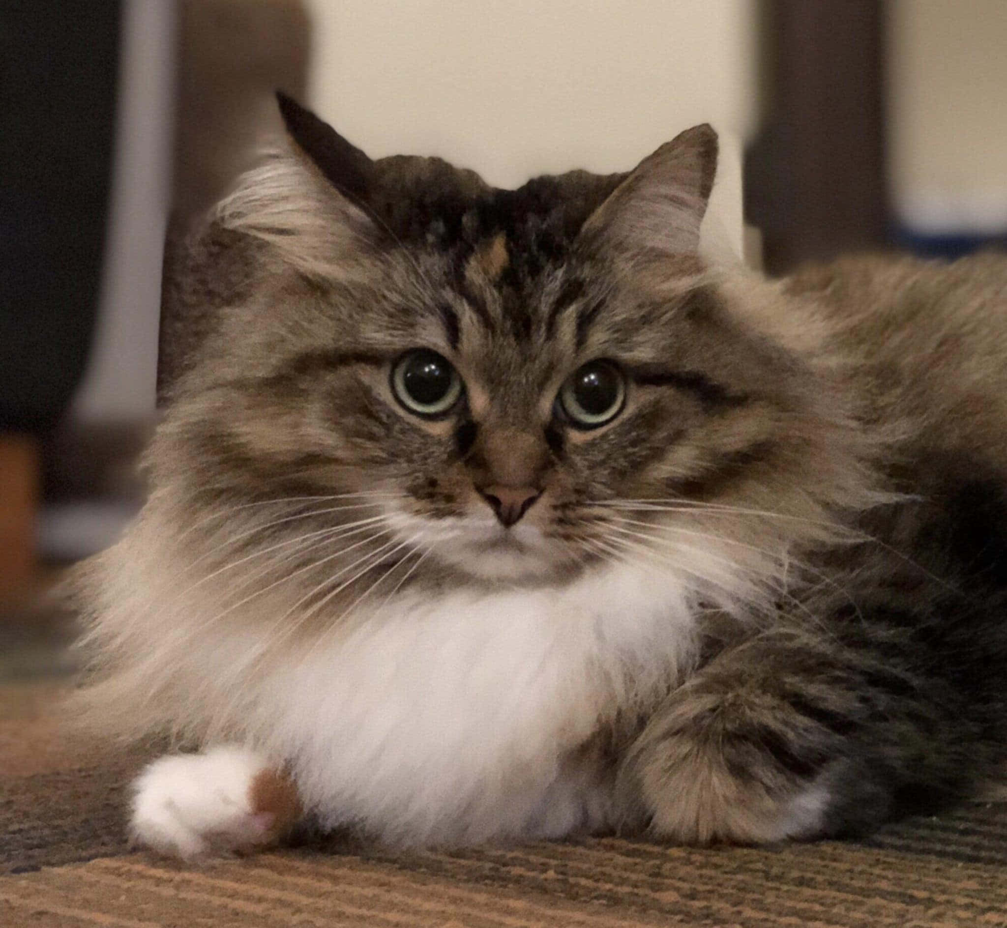Siberian Cat 桌布 壁紙 — 一隻毛茸茸的虎斑貓，有著引人注目的綠色眼睛，在室內有紋理的地毯上閒逛，平靜地直視鏡頭。