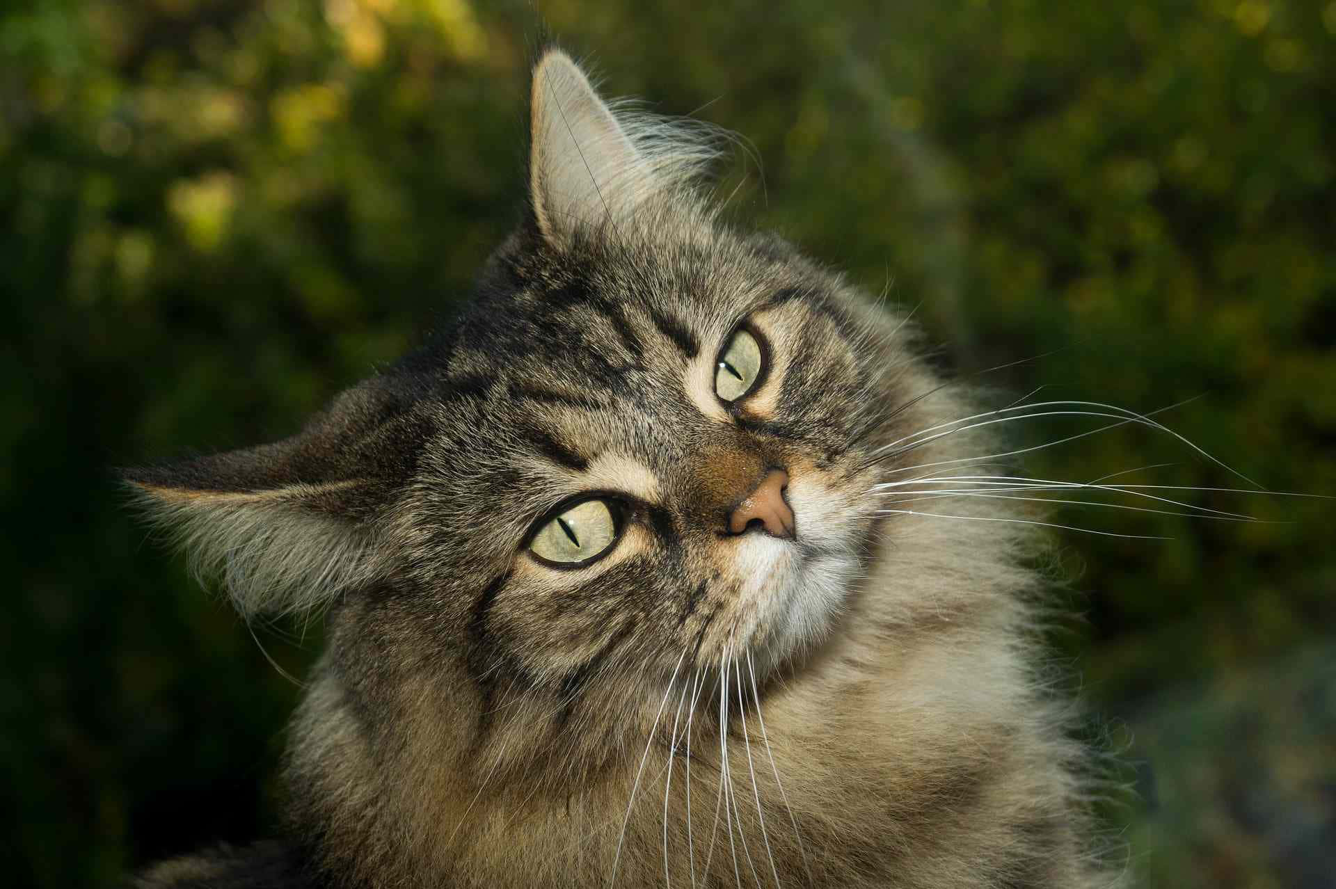 Norwegian Forest Cat 桌布 壁紙 — 一隻毛茸茸的虎斑貓，有著引人注目的綠色眼睛，在柔和模糊的綠色樹葉背景下向上凝視。