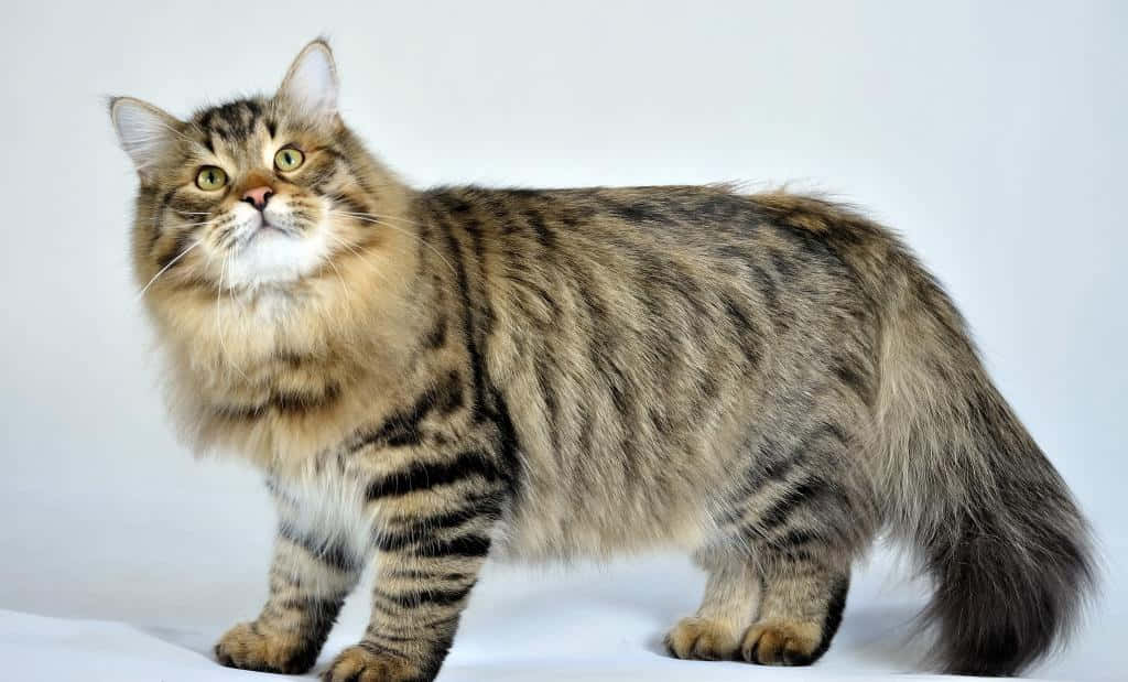 Siberian Cat 桌布 壁紙 — 一隻毛茸茸的虎斑貓，有著搶眼的綠色眼睛，在純白色背景前保持警覺。