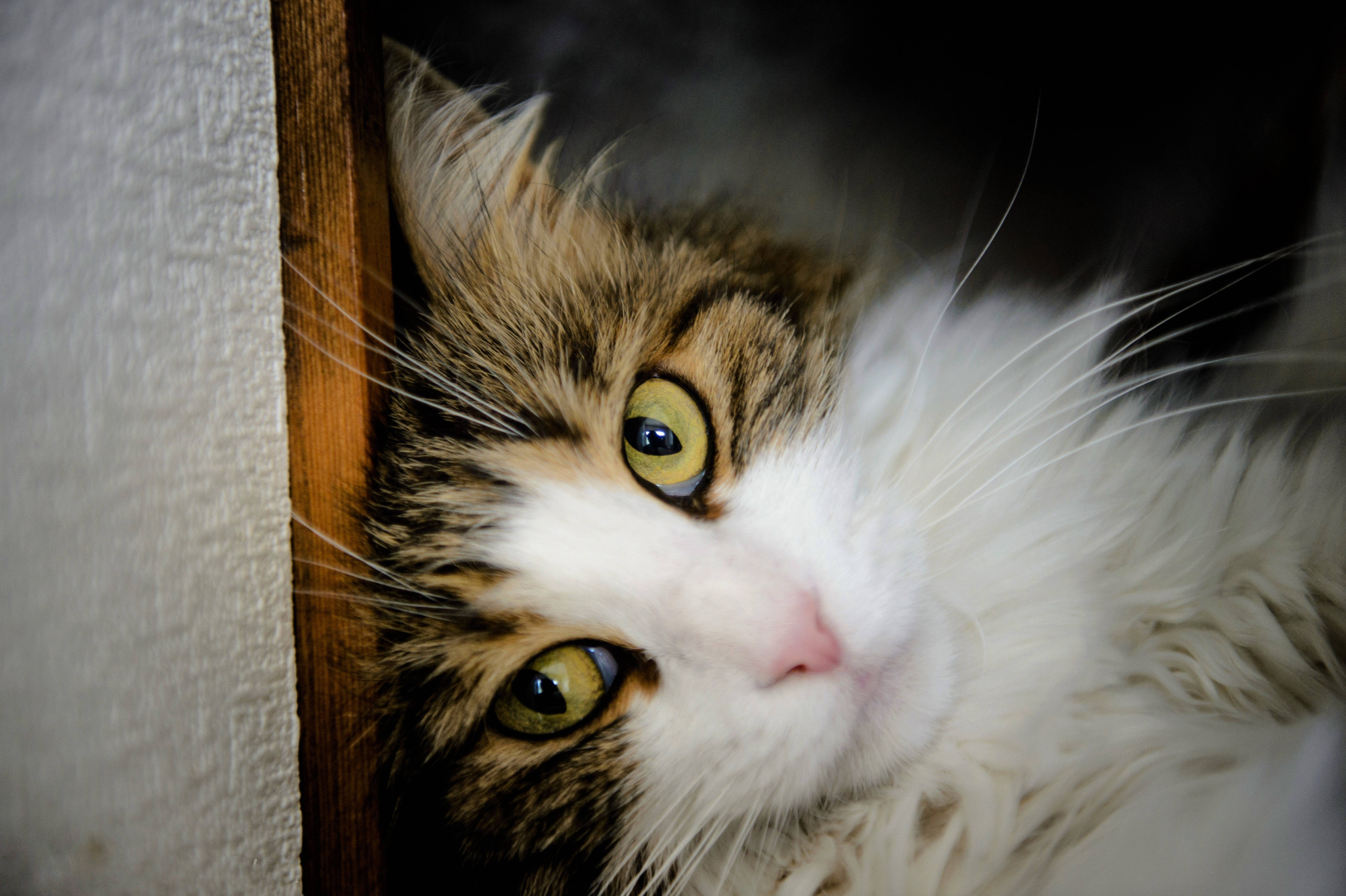 Cute Cat 桌布 壁紙 — 一隻毛茸茸的虎斑貓，有著搶眼的綠色眼睛，在柔和的室內燈光下好奇地從木門框後面探出頭來。