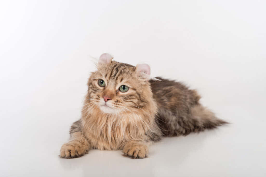 American Curl 桌布 壁紙 — 一隻毛茸茸的虎斑貓，有著綠色眼睛和捲曲的耳朵，平靜地躺在明亮的白色工作室地板上。