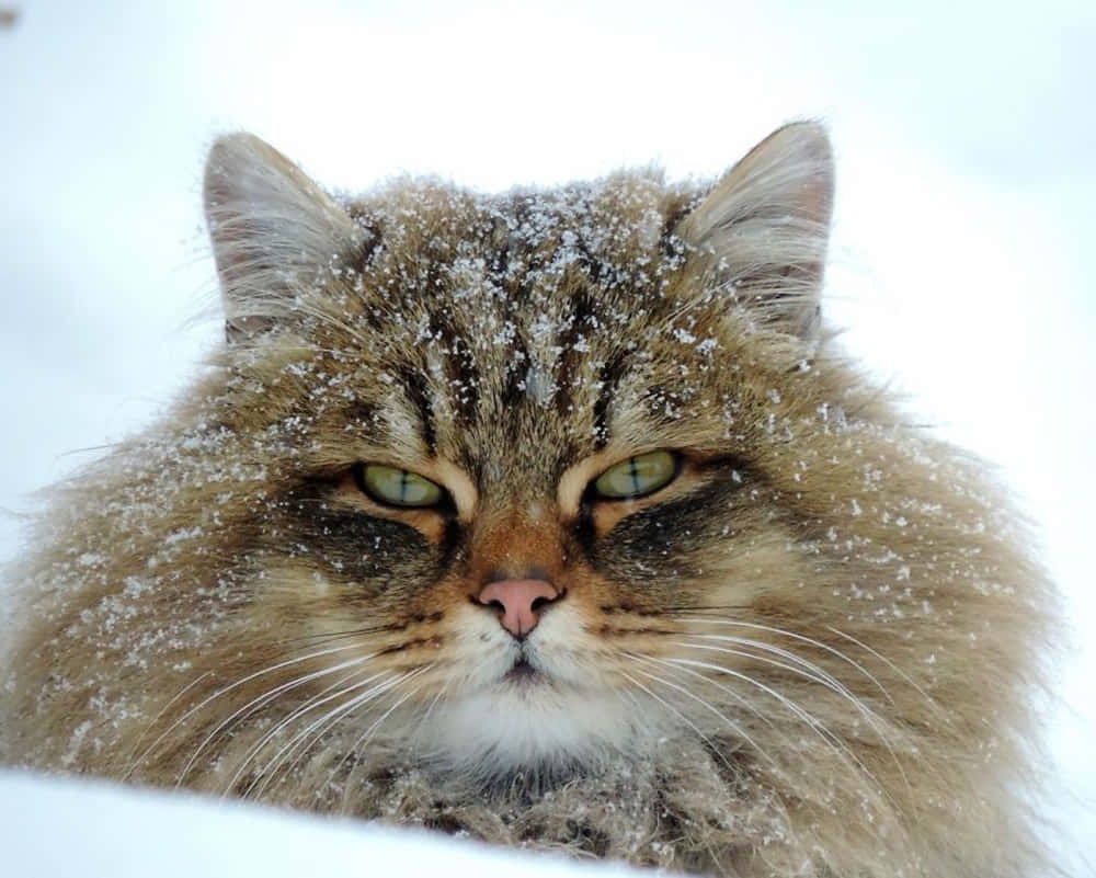 Siberian Cat 桌布 壁紙 — 一隻毛茸茸的虎斑貓，毛上有雪花，從雪景中凝視著。
