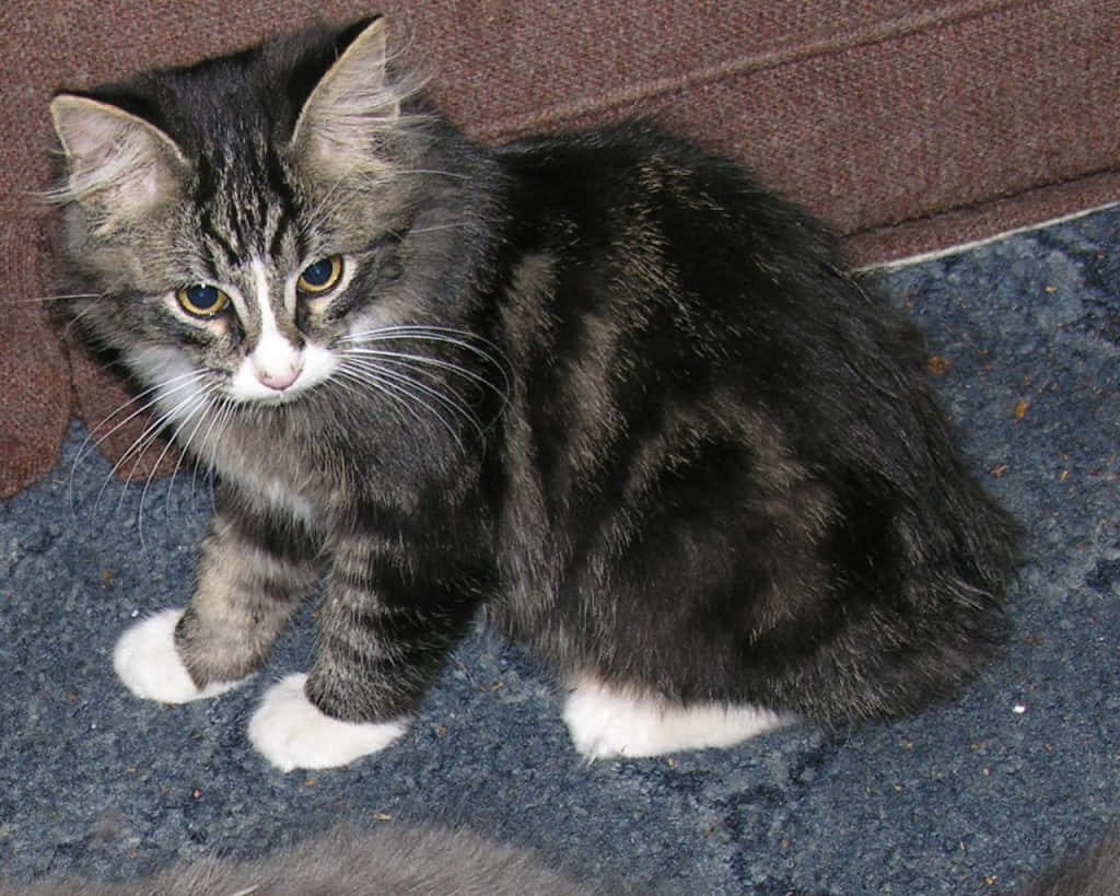 Manx Cat 桌布 壁紙 — 一隻毛茸茸的虎斑貓，白色腳掌，警覺地坐在藍色地毯上，旁邊是一張棕色沙發。