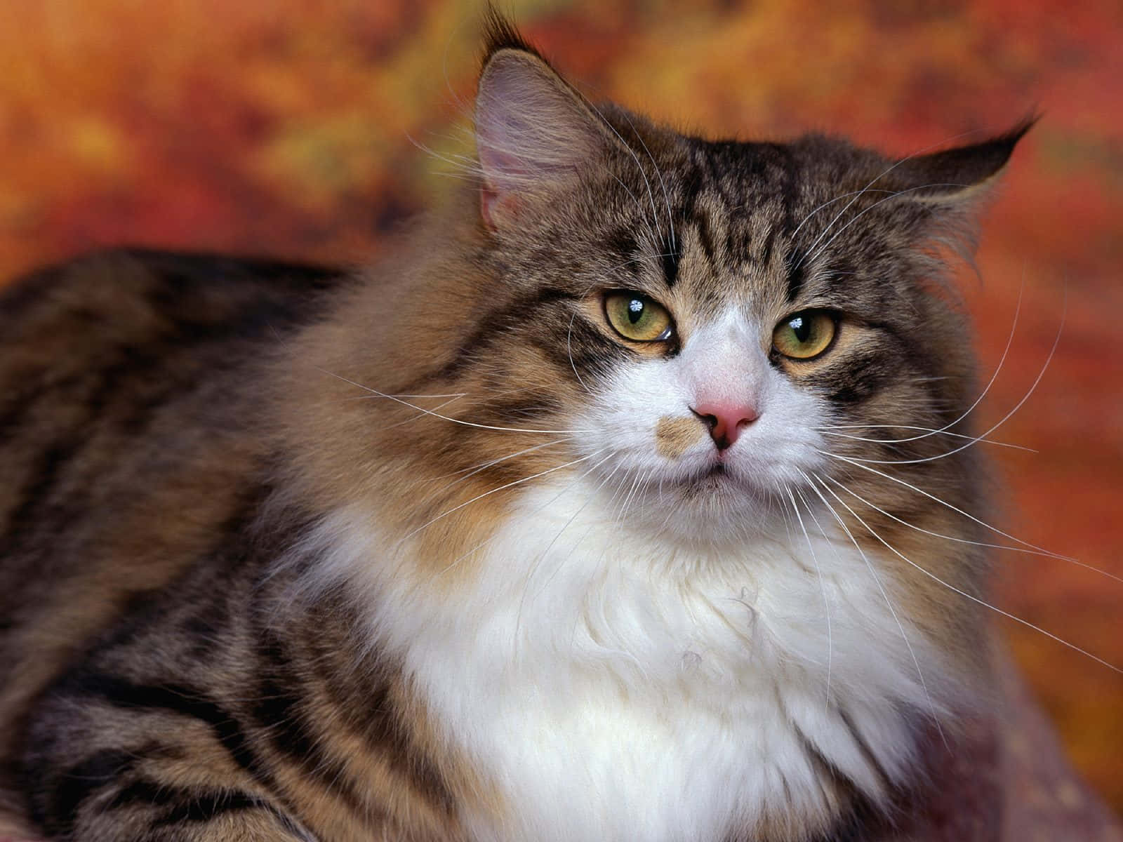 persian cat 桌布 壁紙 — 一隻毛茸茸的虎斑貓，綠色眼睛，在溫暖的秋季背景下專注地凝視。