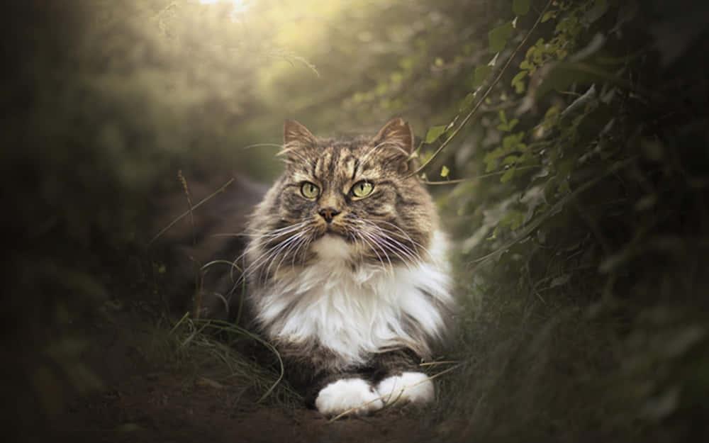 Siberian Cat 桌布 壁紙 — 一隻毛茸茸的虎斑貓，綠色眼睛，警覺地坐在陽光普照的森林空地，周圍是綠色的樹葉。