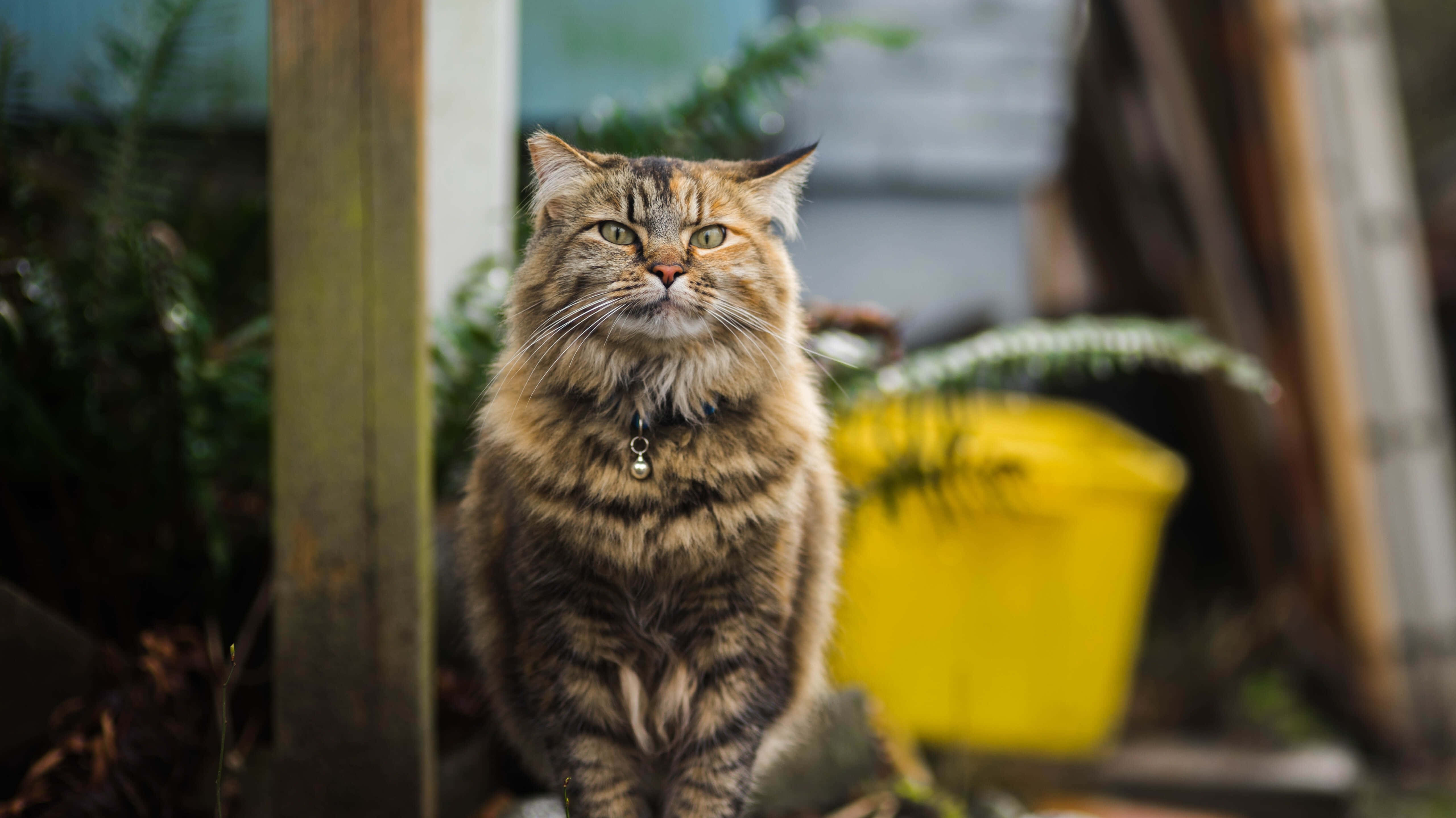 Tabby Cat 桌布 壁紙 — 一隻毛茸茸的虎斑貓，綠色眼睛，警覺地坐在戶外，附近有一個黃色水桶和木柱。
