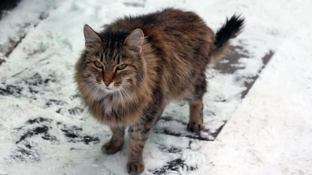 Siberian Cat 桌布 壁紙 — 一隻毛茸茸的虎斑貓，綠色眼睛，警覺地站在積雪的人行道上，直視鏡頭。
