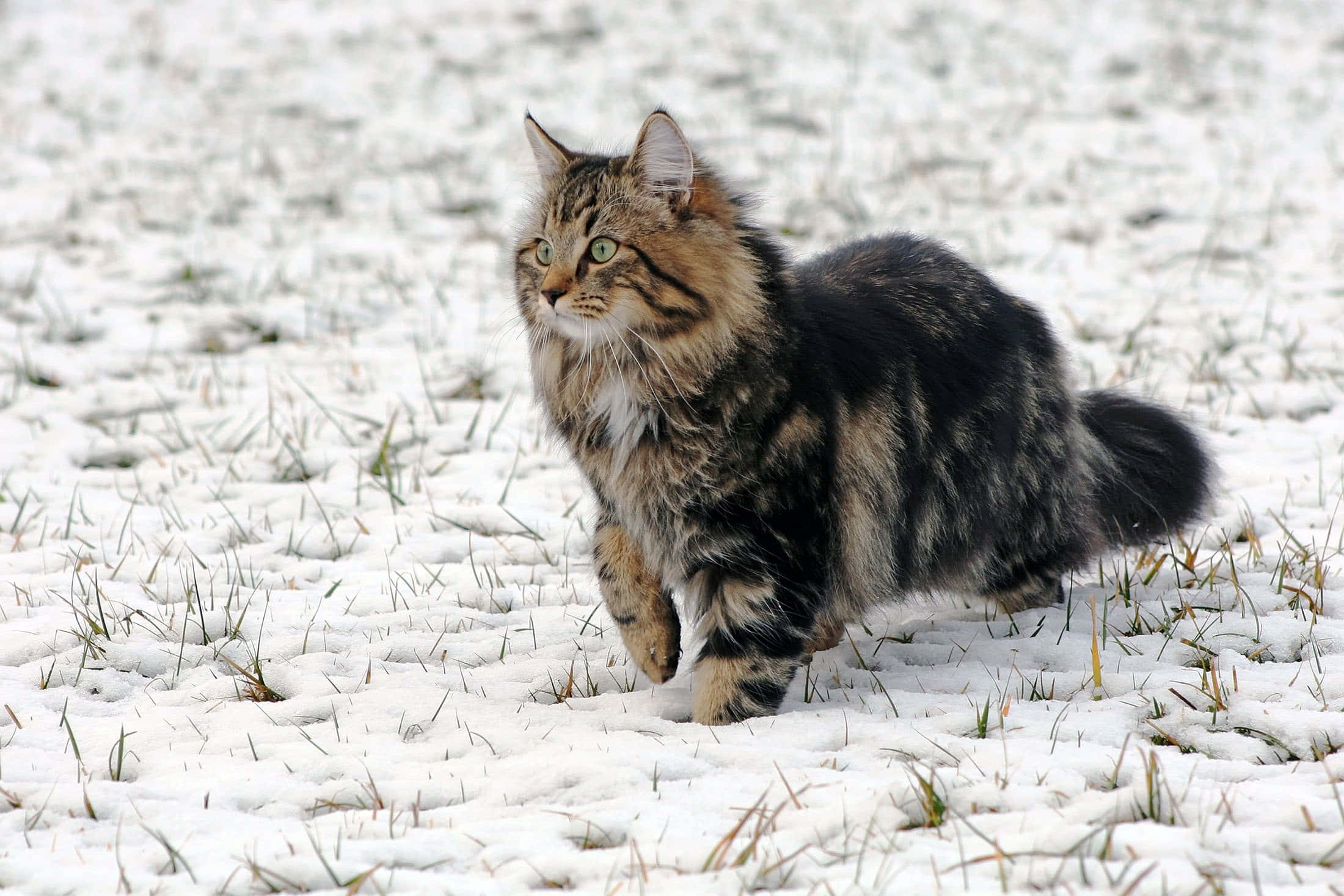 Beautiful Cats 桌布 壁紙 — 一隻毛茸茸的虎斑貓，綠色眼睛，走過一片積雪的田野，有稀疏的草。