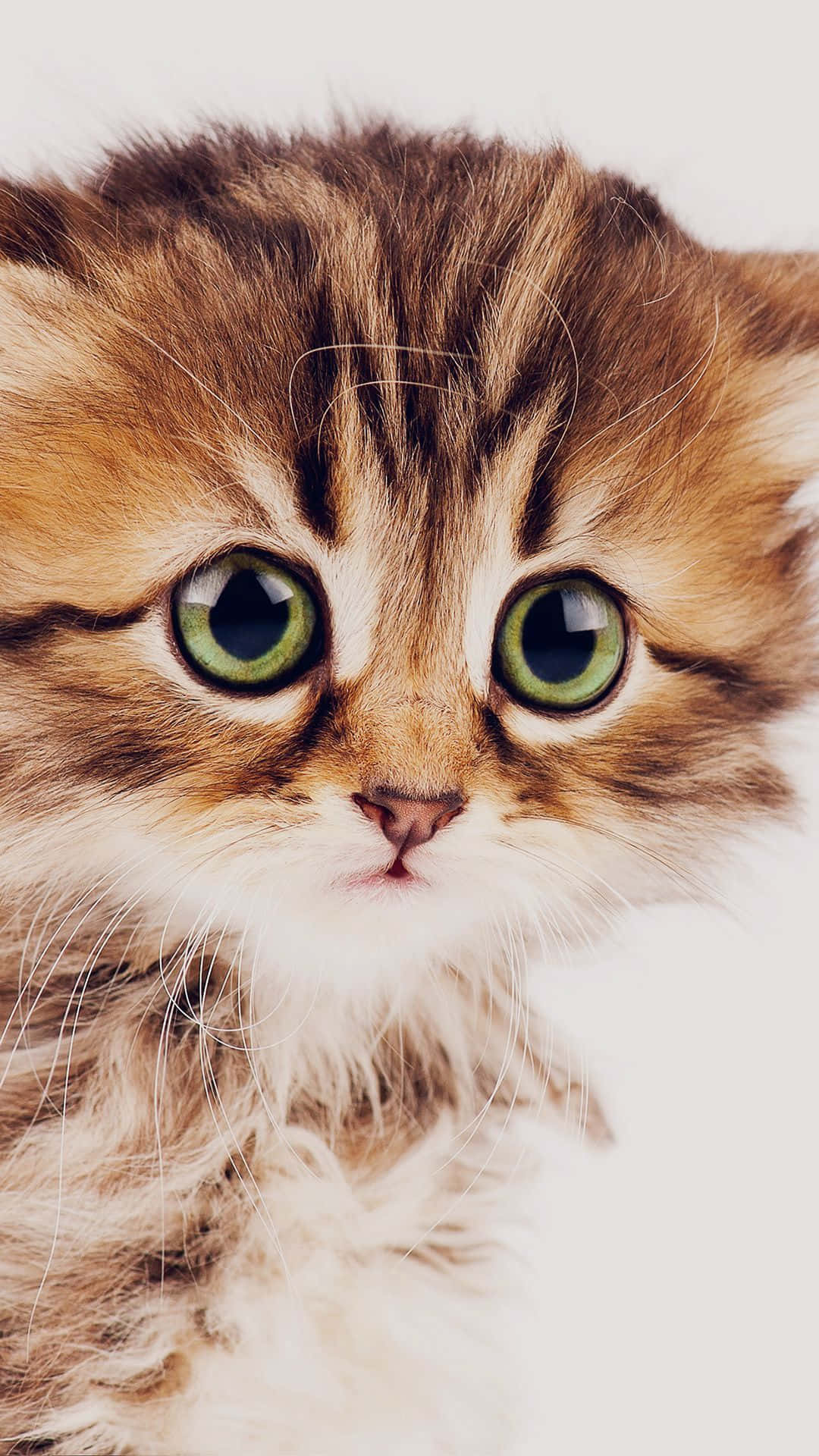 Cute Cat 桌布 壁紙 — 一隻毛茸茸的虎斑貓咪特寫，擁有引人注目的綠色眼睛，在純白背景前直視鏡頭。