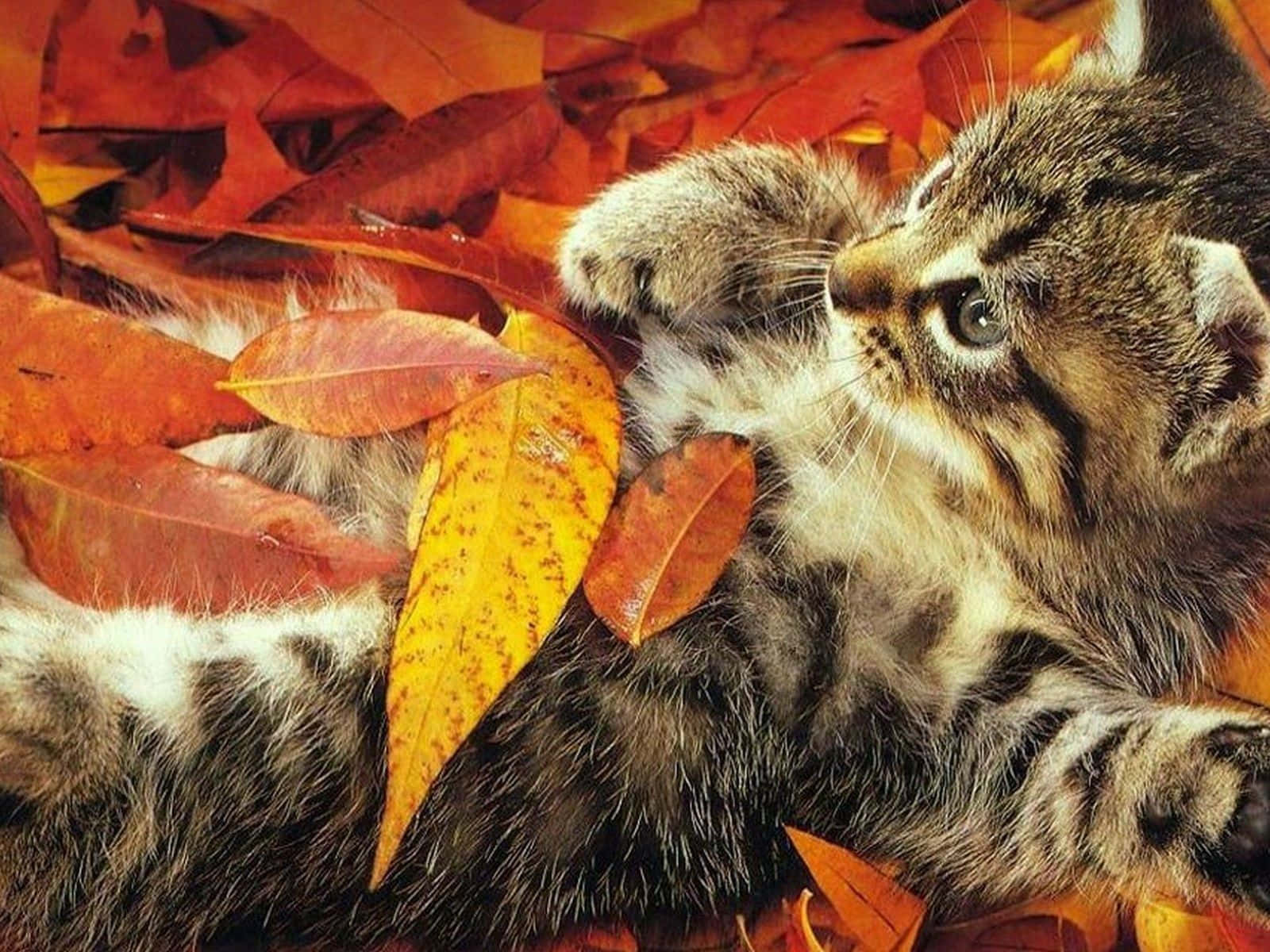 Tabby Cat 桌布 壁紙 — 一隻毛茸茸的虎斑貓咪蜷伏在鮮豔的橙色和黃色秋葉之間，好奇地向上看。