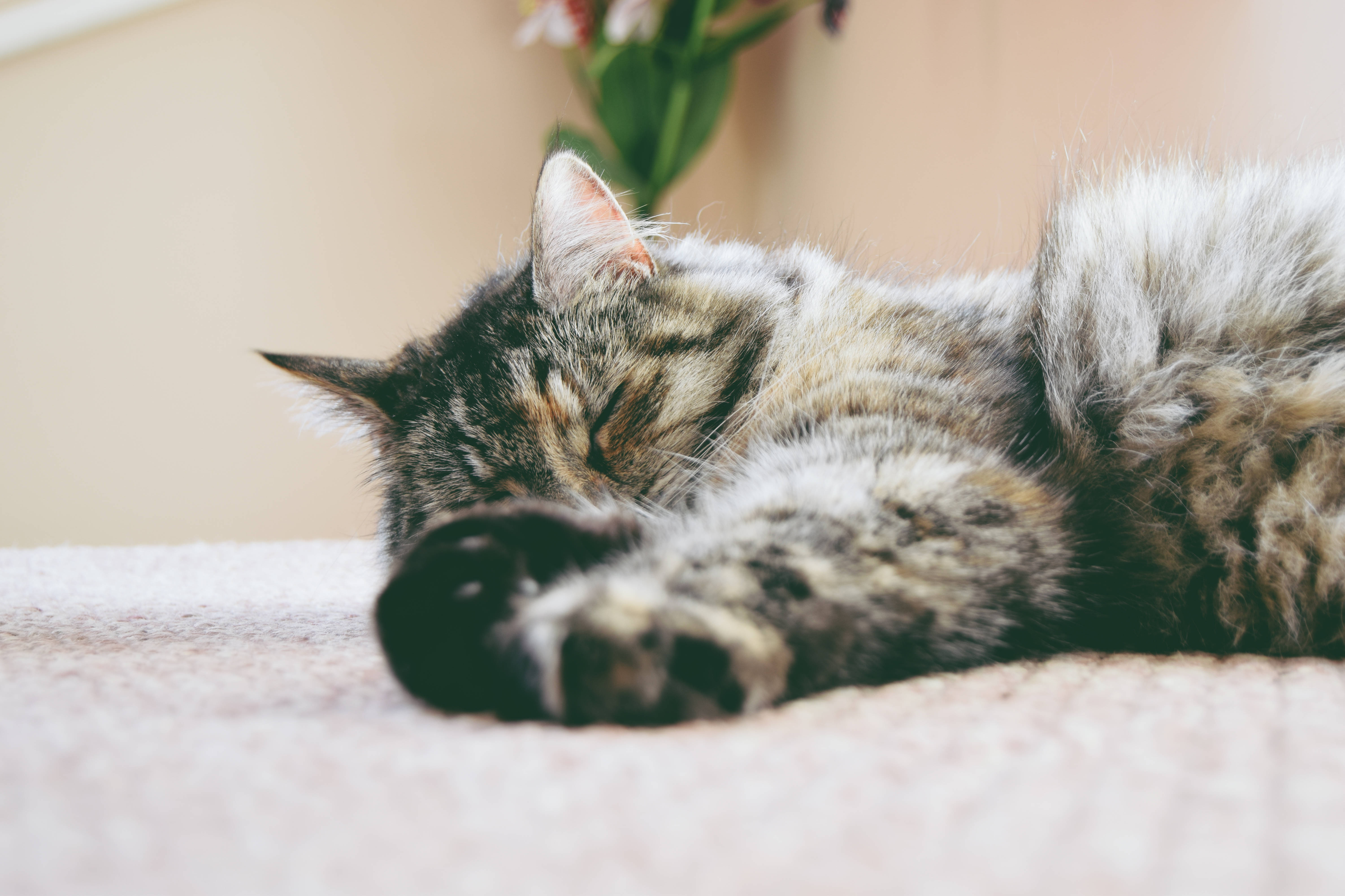 Cute Cat Love 桌布 壁紙 — 一隻毛茸茸的虎斑貓在柔軟的米色地毯上安詳地蜷縮著睡覺，背景有一個模糊的花瓶。