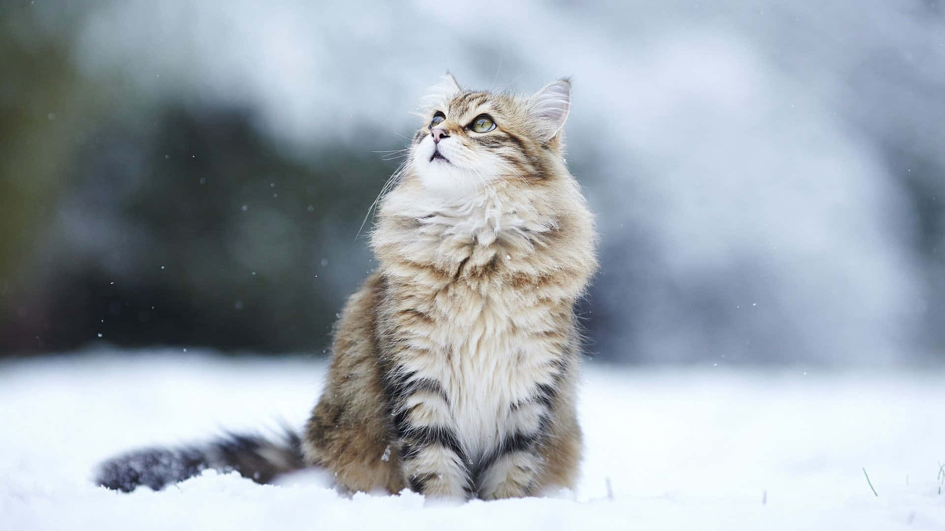 Maine Coon 桌布 壁紙 — 一隻毛茸茸的虎斑貓坐在雪地上，睜著綠色的大眼睛向上看，溫柔的雪花在牠周圍飄落。