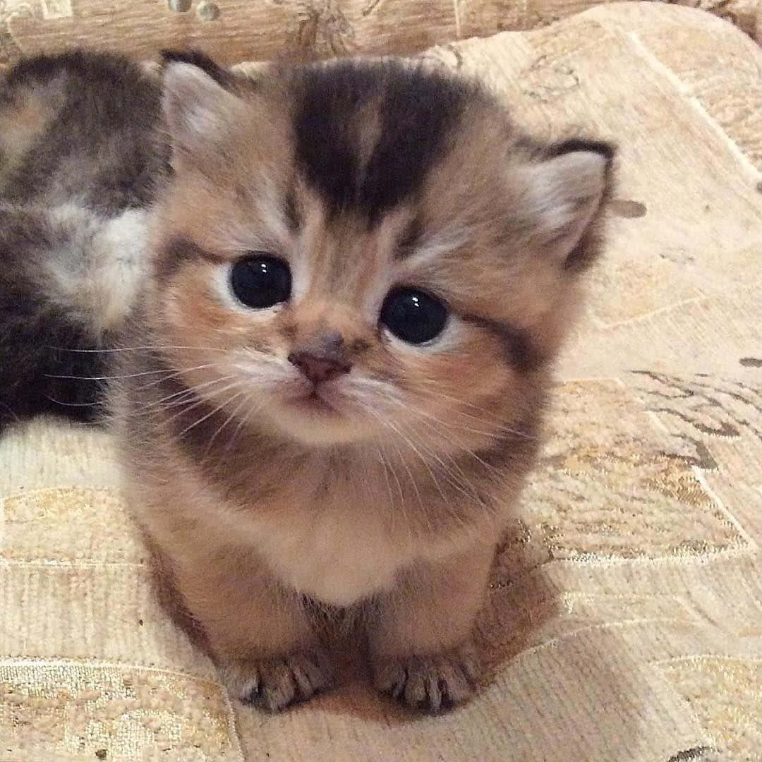 cute kitty 桌布 壁紙 — 一隻毛茸茸的虎斑貓寶寶，有著大大的黑眼睛，坐在有圖案的靠墊上，直視鏡頭。