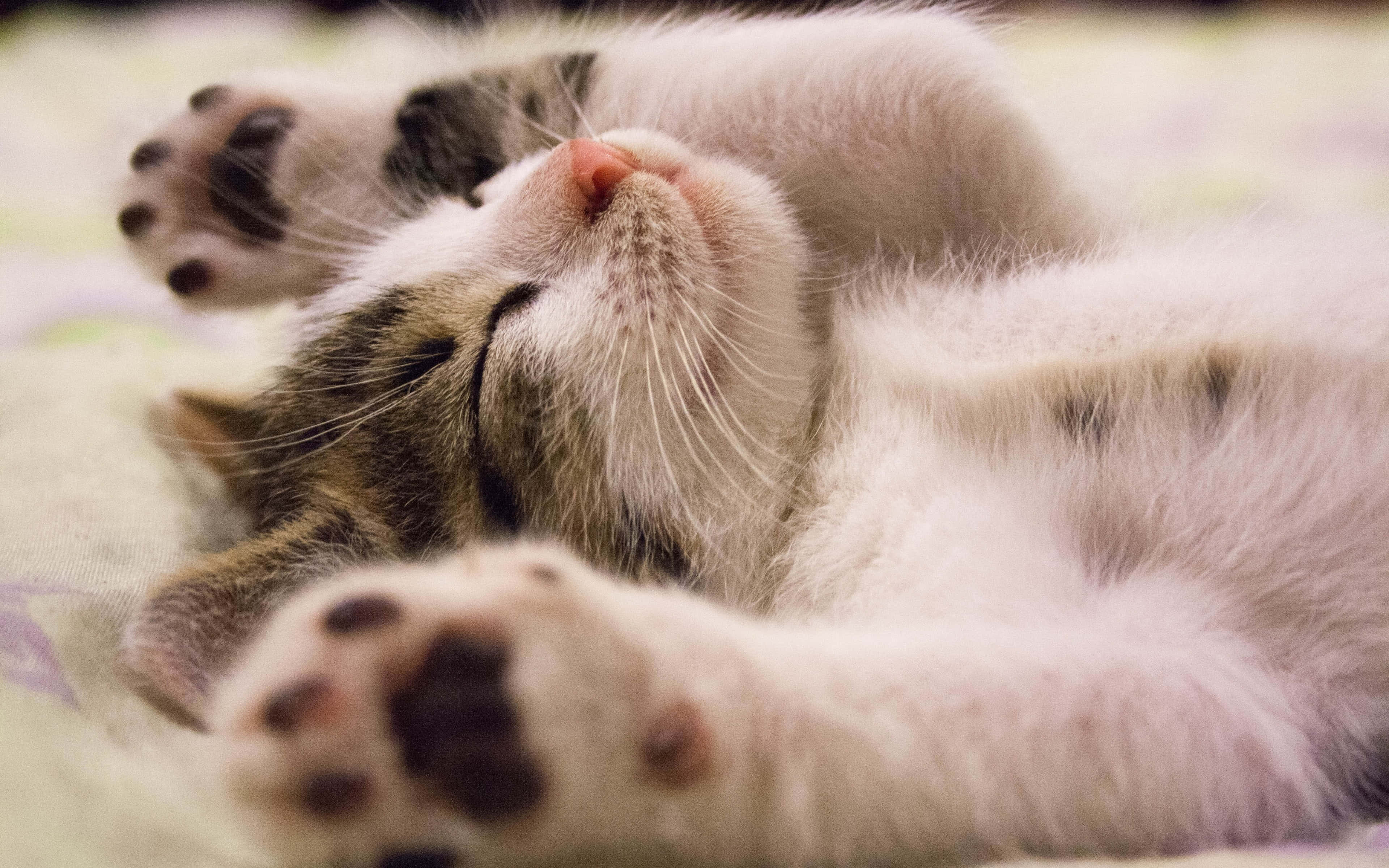 Kitten Cat 桌布 壁紙 — 一隻毛茸茸的虎斑貓寶寶在柔軟的花紋毯子上仰躺著，手腳朝天，睡得很香甜。