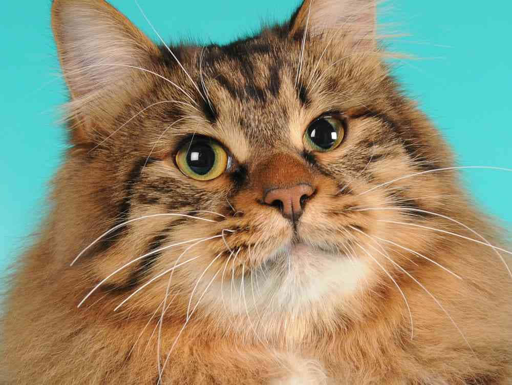 American Bobtail 桌布 壁紙 — 一隻毛茸茸的虎斑貓的特寫，擁有搶眼的綠色眼睛，背景是充滿活力的藍綠色。