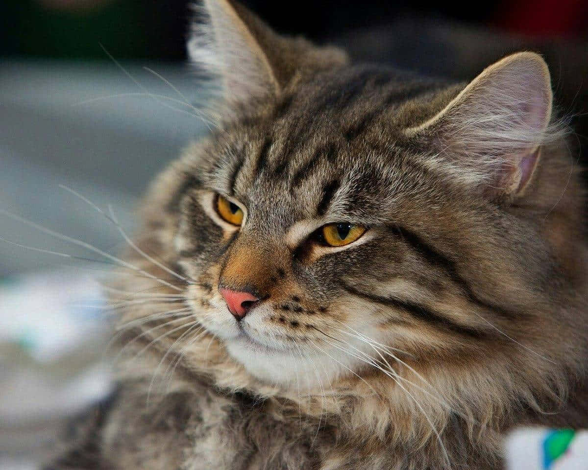 Norwegian Forest Cat 桌布 壁紙 — 一隻毛茸茸的虎斑貓的特寫，牠有搶眼的黃色眼睛，專注地看著側邊。