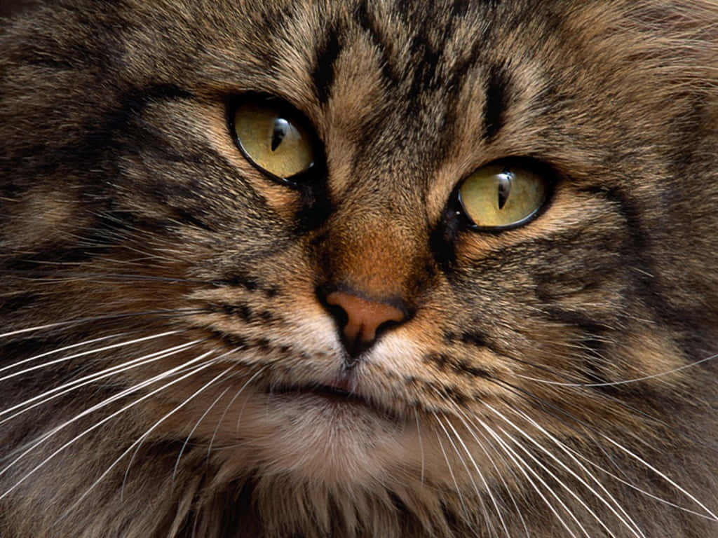 Siberian Cat 桌布 壁紙 — 一隻毛茸茸的虎斑貓的特寫，牠那雙引人注目的綠色眼睛正專注地凝視著相機。