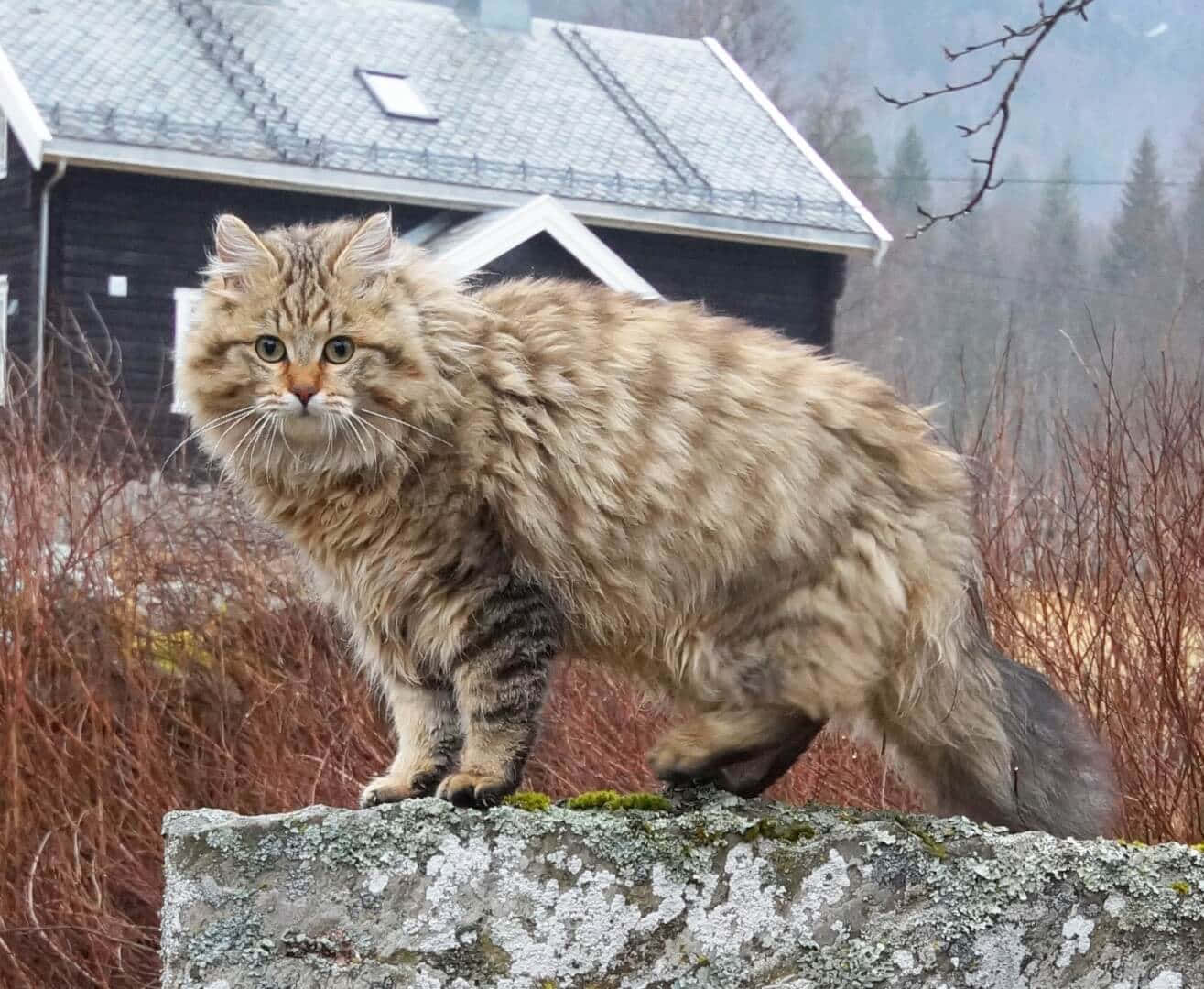 Norwegian Forest Cat 桌布 壁紙 — 一隻毛茸茸的虎斑貓警覺地站在長滿青苔的石牆上，背景是霧氣瀰漫的森林和一間深色木屋。
