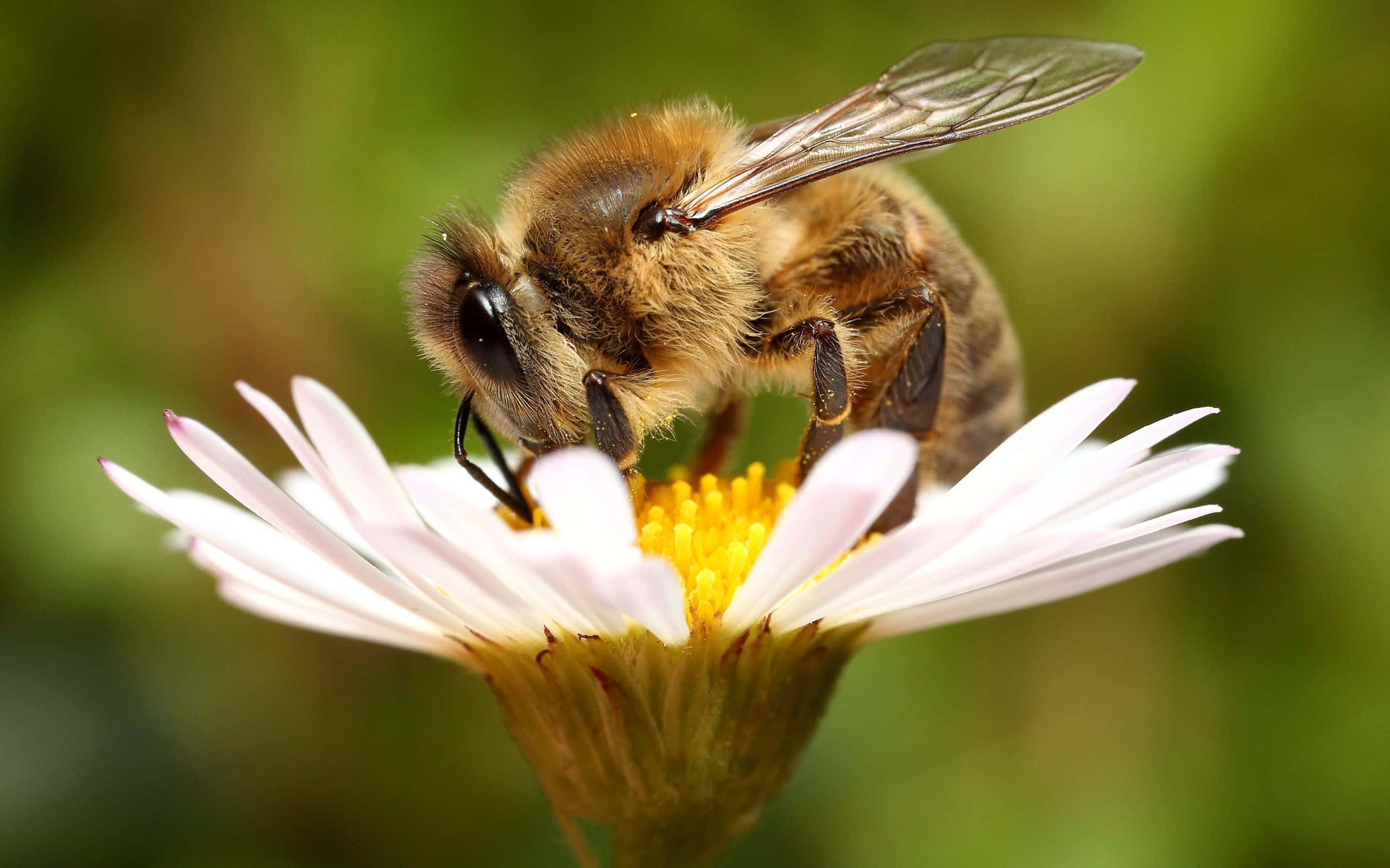 Honey Bee 桌布 壁紙 — 一隻毛茸茸的蜜蜂，擁有半透明的翅膀，優雅地停在一朵白色雛菊上，雛菊有著鮮豔的黃色花心。