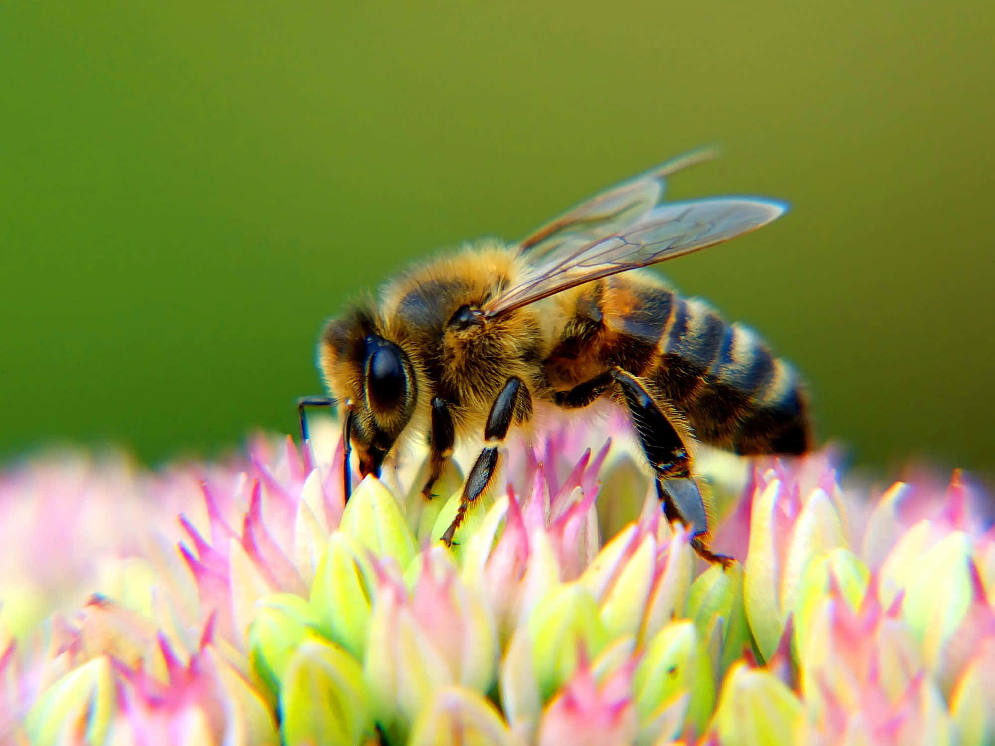 Honey Bee 桌布 壁紙 — 一隻毛茸茸的蜜蜂，有半透明翅膀，停在一簇粉紅色和綠色的花蕾上，背景是柔和的綠色。