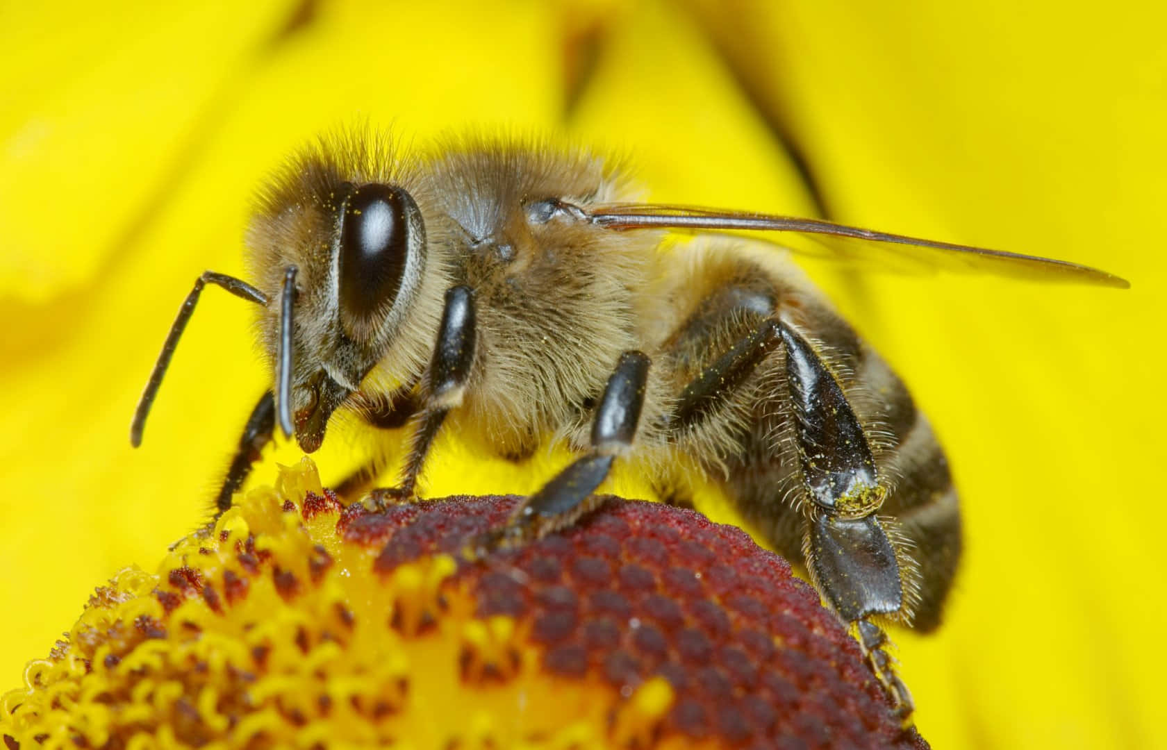 Honey Bee 桌布 壁紙 — 一隻毛茸茸的蜜蜂，有黑色眼睛和條紋腹部，棲息在鮮黃色的花心上。