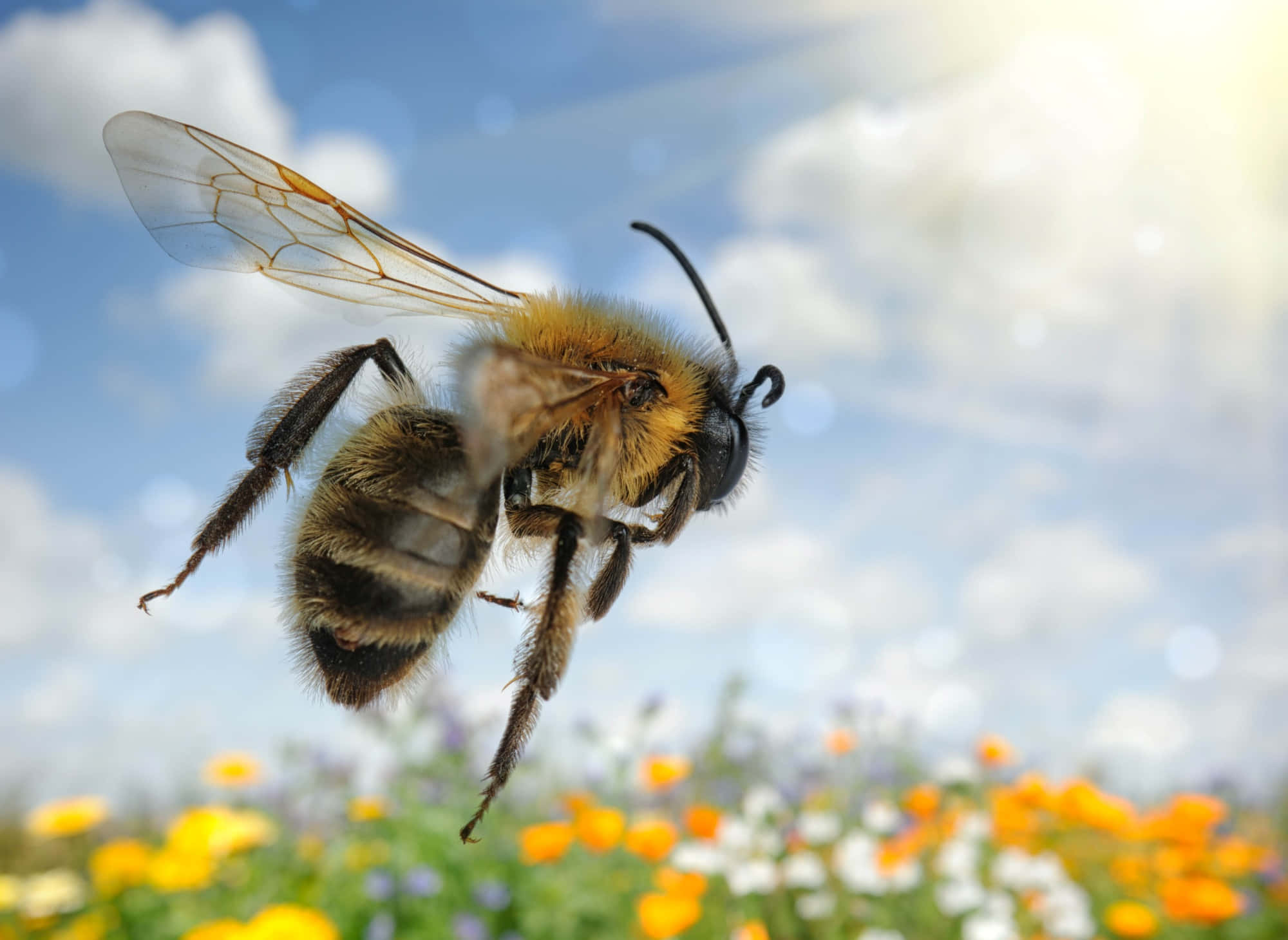 Honey Bee 桌布 壁紙 — 一隻毛茸茸的蜜蜂，翅膀半透明，在陽光普照的黃白花田上空盤旋，背景是明亮的藍天。
