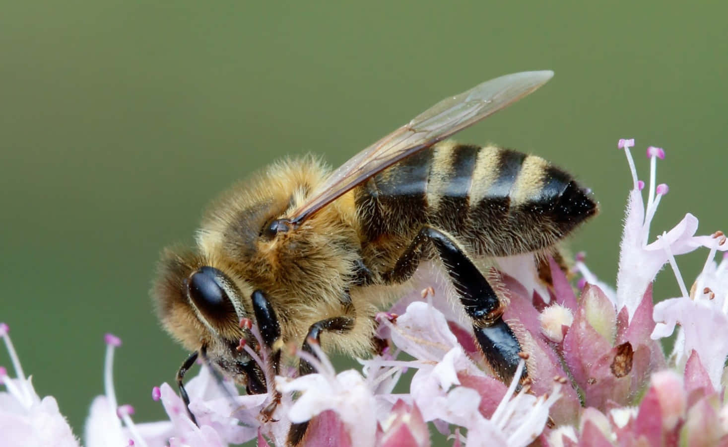 Honey Bee 桌布 壁紙 — 一隻毛茸茸的蜜蜂，腹部有條紋，在柔和的綠色背景下從精緻的粉紅色花朵中採集花蜜。