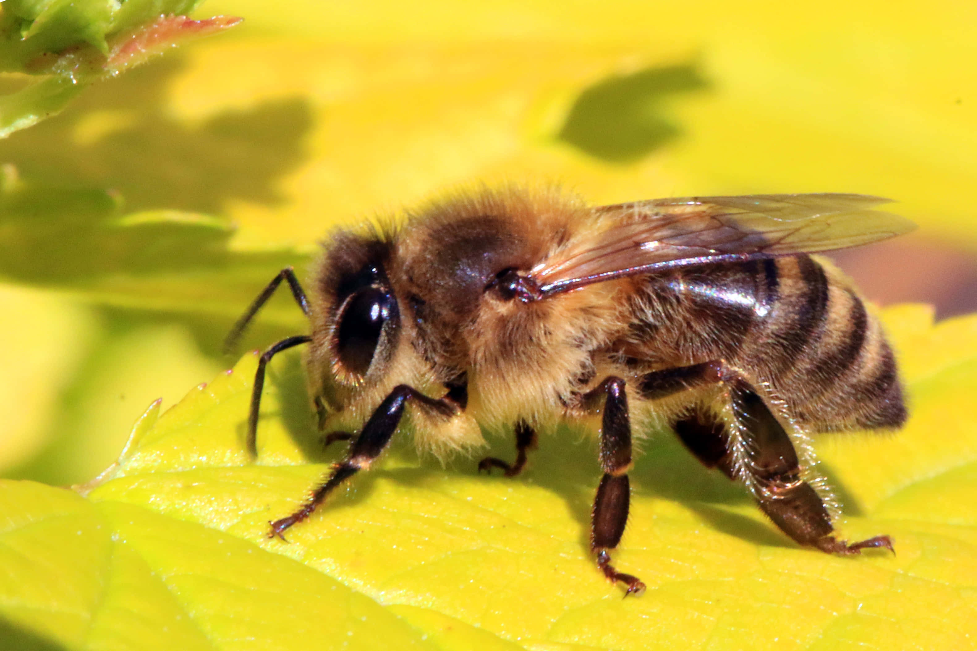 Honey Bee 桌布 壁紙 — 一隻毛茸茸的蜜蜂，腹部有條紋，在溫暖的陽光下棲息在明亮的黃綠色葉子上。