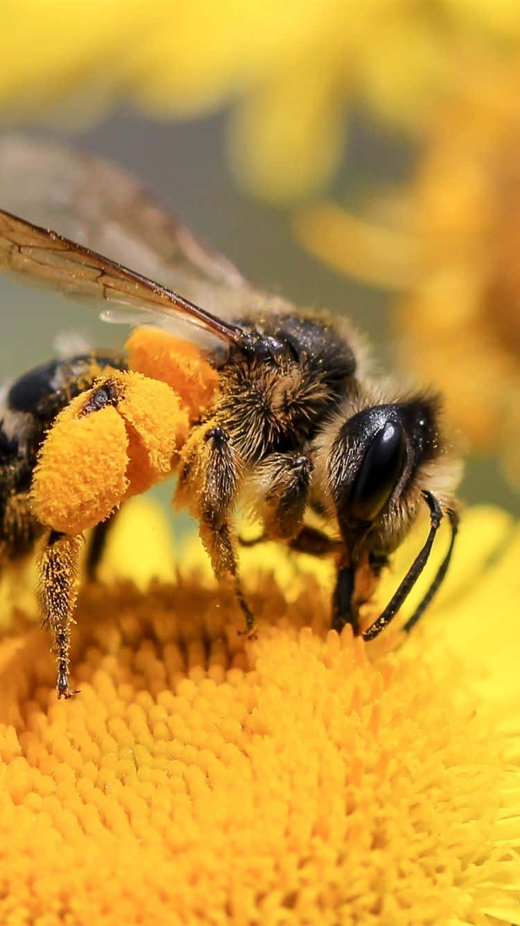 bees 桌布 壁紙 — 一隻毛茸茸的蜜蜂，身上沾滿鮮黃色花粉，正在從一朵鮮黃色的花中採集花蜜的特寫照片。