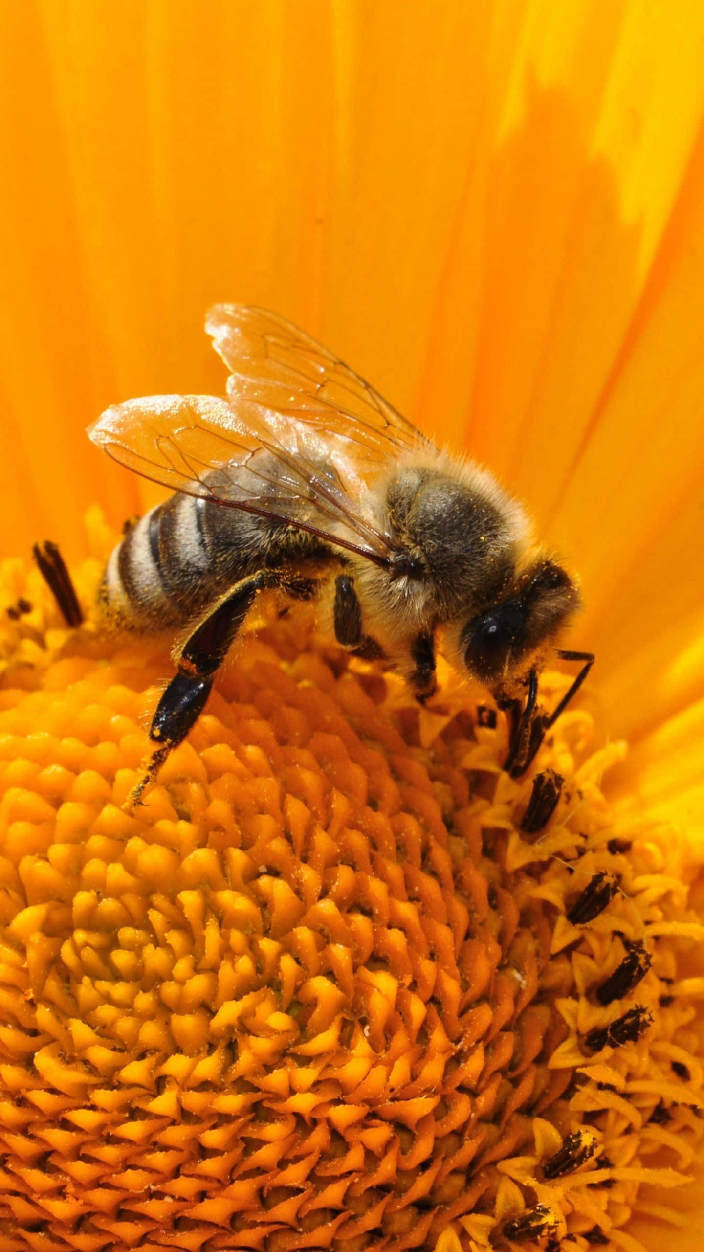 bees 桌布 壁紙 — 一隻毛茸茸的蜜蜂勤奮地從鮮豔的橙色向日葵中心採集花蜜的特寫。