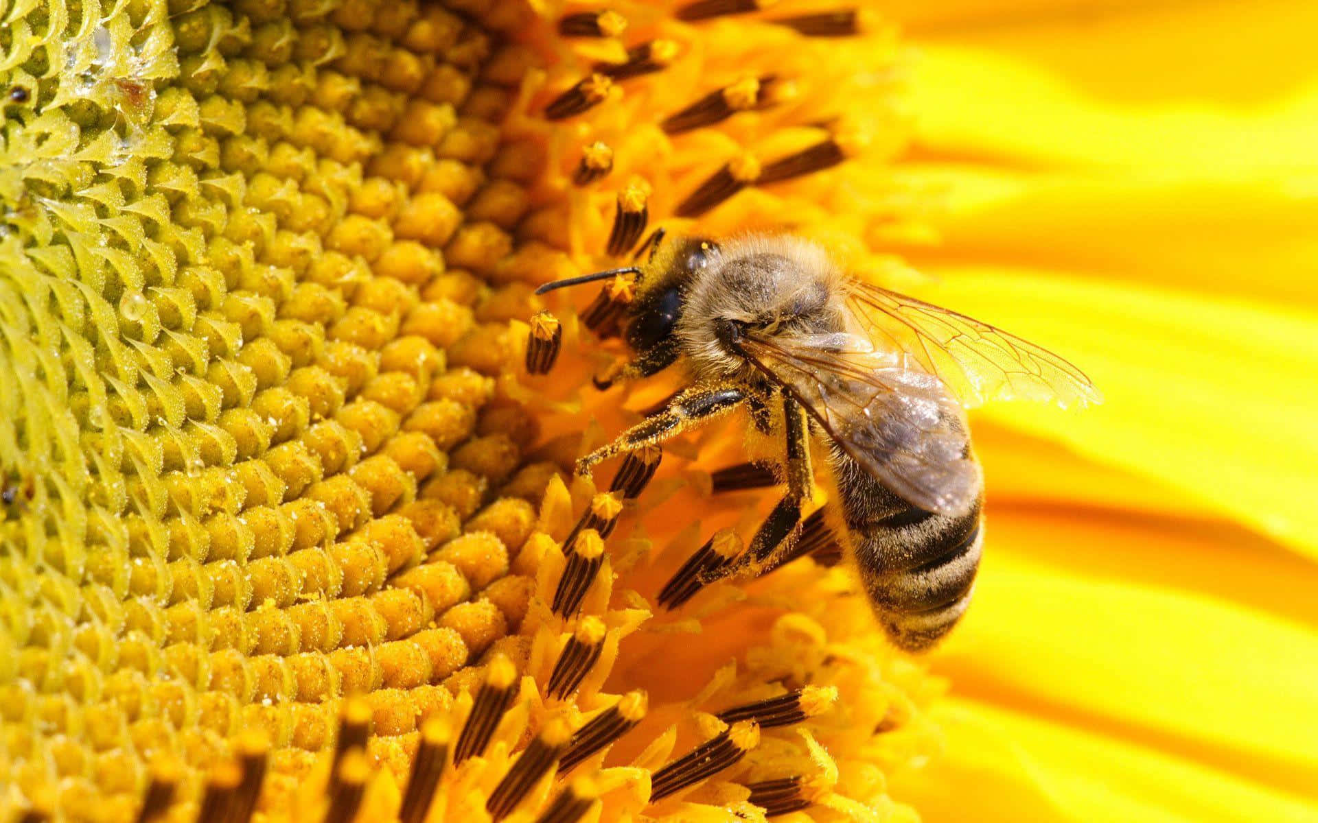 Bee 桌布 壁紙 — 一隻毛茸茸的蜜蜂在明亮的日光下勤奮地從向日葵鮮黃色的中心採集花粉。