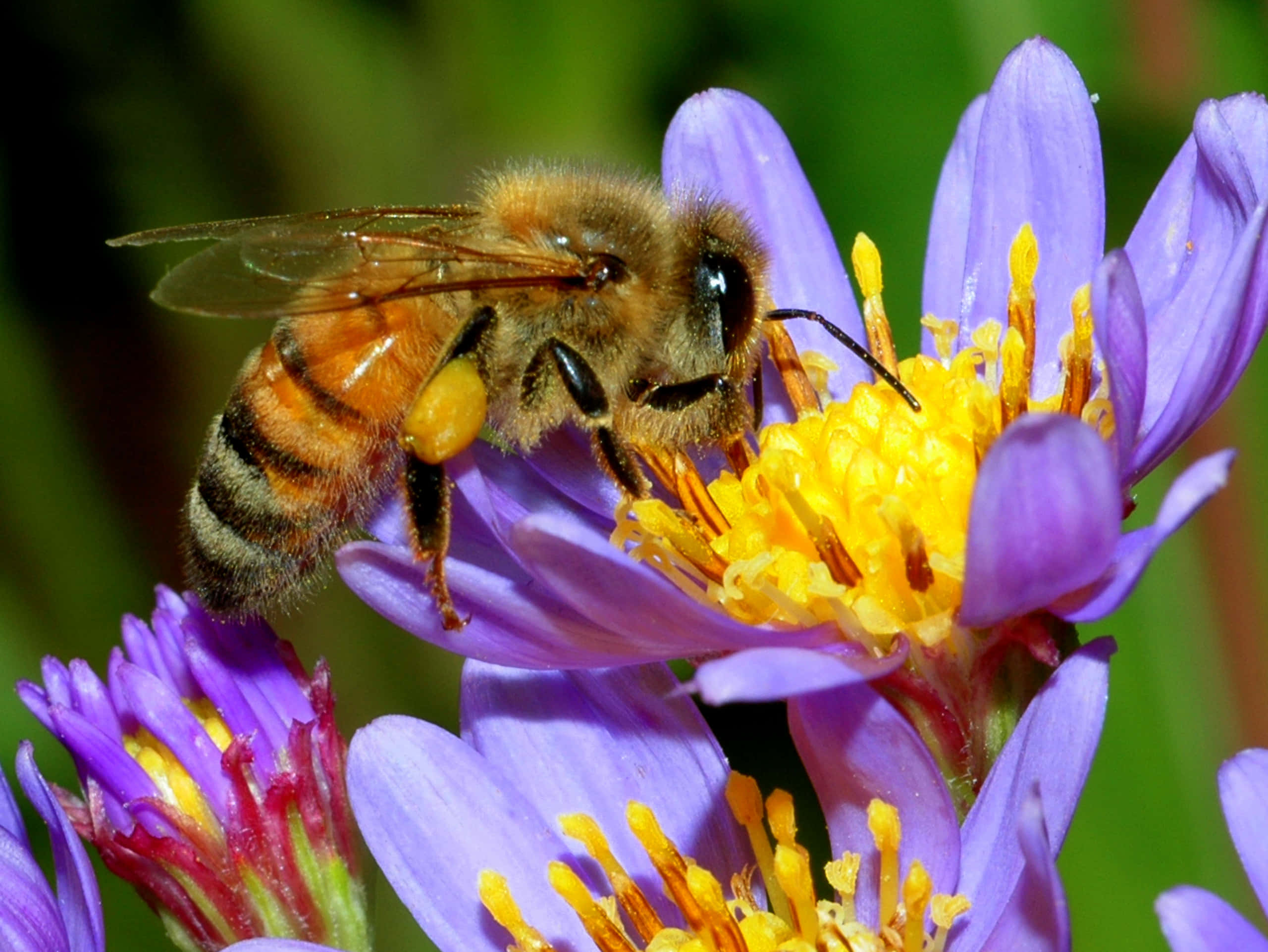 Honey Bee 桌布 壁紙 — 一隻毛茸茸的蜜蜂在柔和的綠色背景下，從一朵鮮豔的紫色花朵中採集花蜜，花朵有明亮的黃色雄蕊。