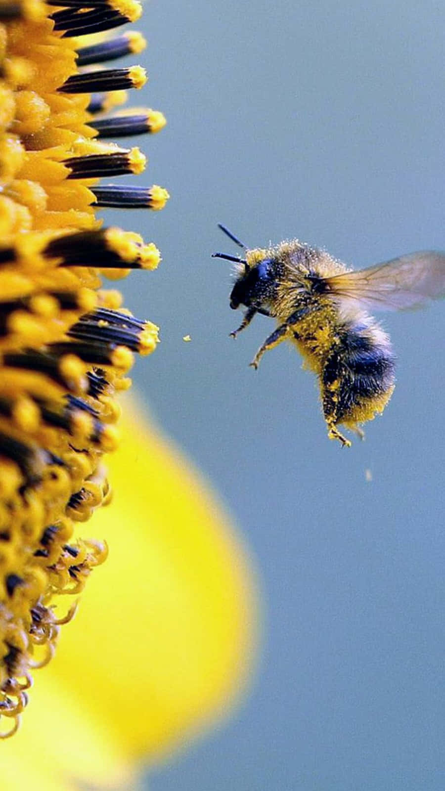 Bee 桌布 壁紙 — 一隻毛茸茸的蜜蜂在柔和的藍天下，靠近向日葵鮮黃色的中心盤旋。