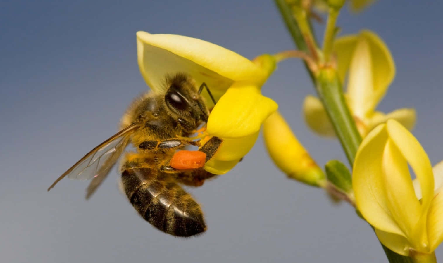 Honey Bee 桌布 壁紙 — 一隻毛茸茸的蜜蜂在柔和的藍天下從一朵鮮黃色的花收集花粉。
