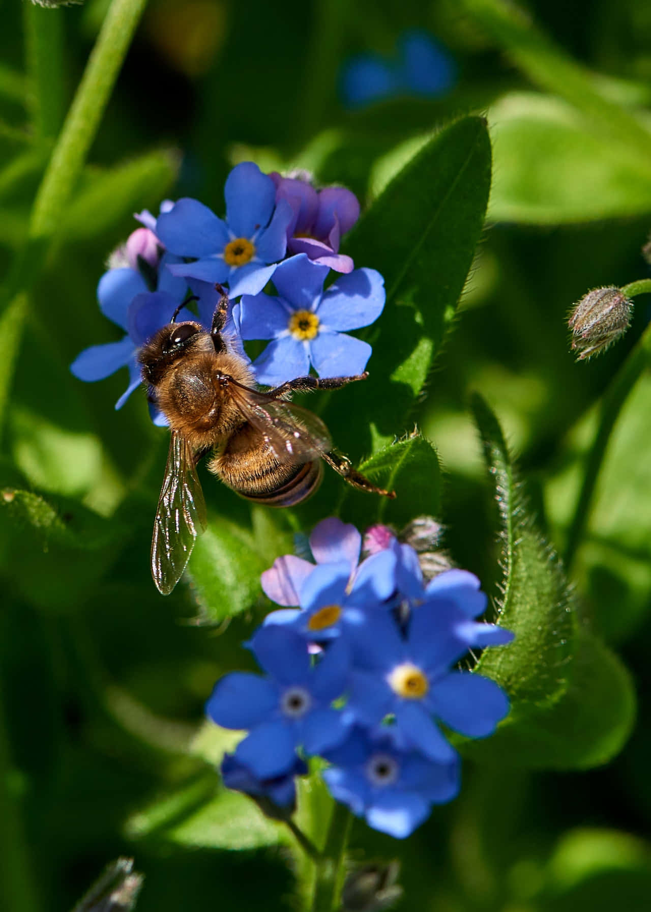 Bee 桌布 壁紙 — 一隻毛茸茸的蜜蜂在茂密綠葉的背景下，勤奮地為鮮豔的藍色勿忘我花授粉。