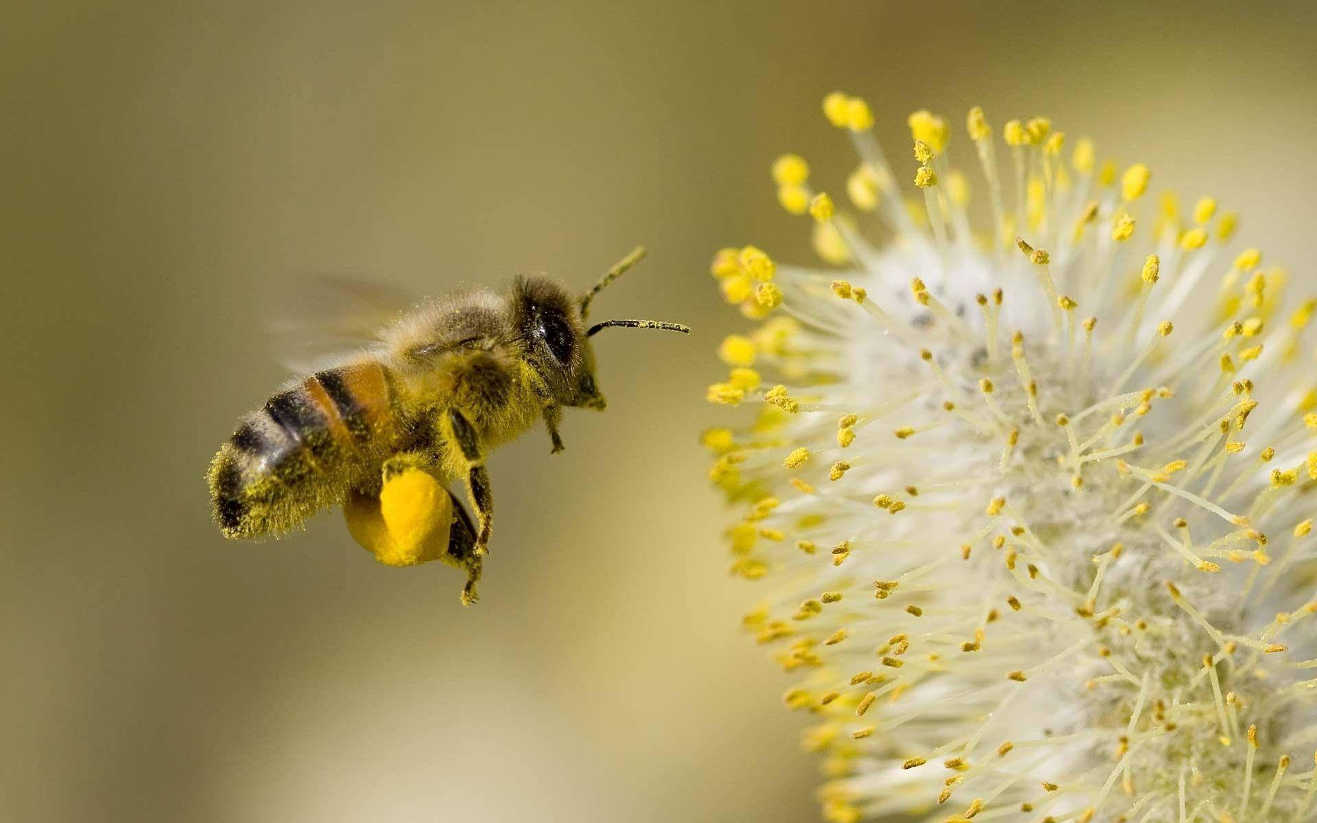 動物 桌布 壁紙 — 一隻毛茸茸的蜜蜂在飛行中接近一個沾滿金色花粉的毛茸茸柳絮。