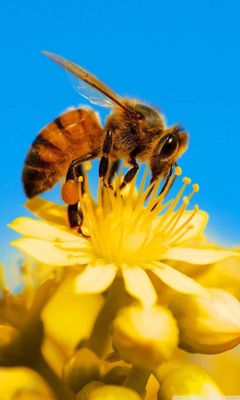 bees 桌布 壁紙 — 一隻毛茸茸的蜜蜂在鮮藍色天空背景下，從鮮黃色花朵上採集花蜜的特寫。