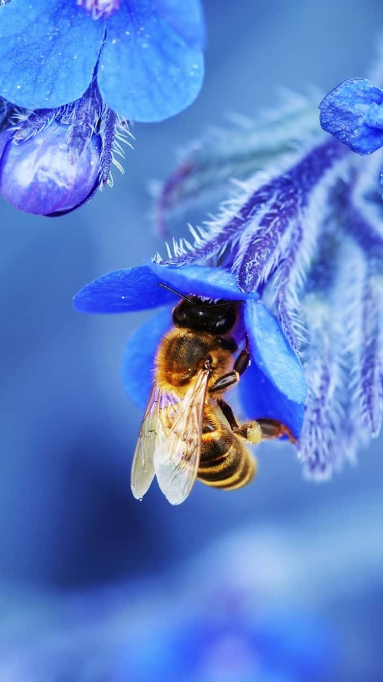 bees 桌布 壁紙 — 一隻毛茸茸的蜜蜂在鮮豔的藍色花朵上採集花蜜的特寫，花朵上的露珠在柔和光線下閃閃發光。