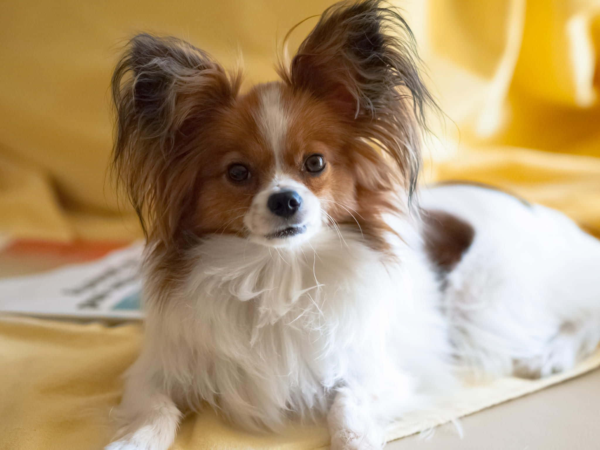 動物 桌布 壁紙 — 一隻毛茸茸的蝴蝶犬，有大耳朵和棕白色毛髮，躺在柔軟的黃色毯子上，直視鏡頭。