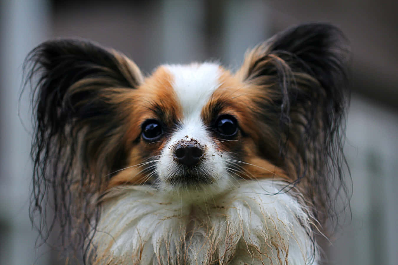 動物 桌布 壁紙 — 一隻毛茸茸的蝴蝶犬，有大黑眼睛和長耳朵，近距離直視鏡頭。