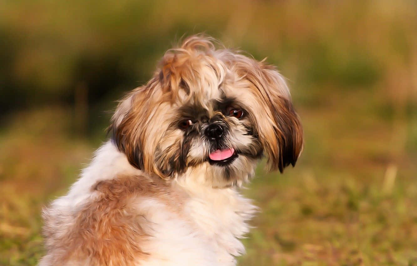 shih tzu 桌布 壁紙 — 一隻毛茸茸的西施犬，毛色棕白相間，開心地坐在陽光普照的草地上，伸出舌頭，眼睛明亮且警覺。