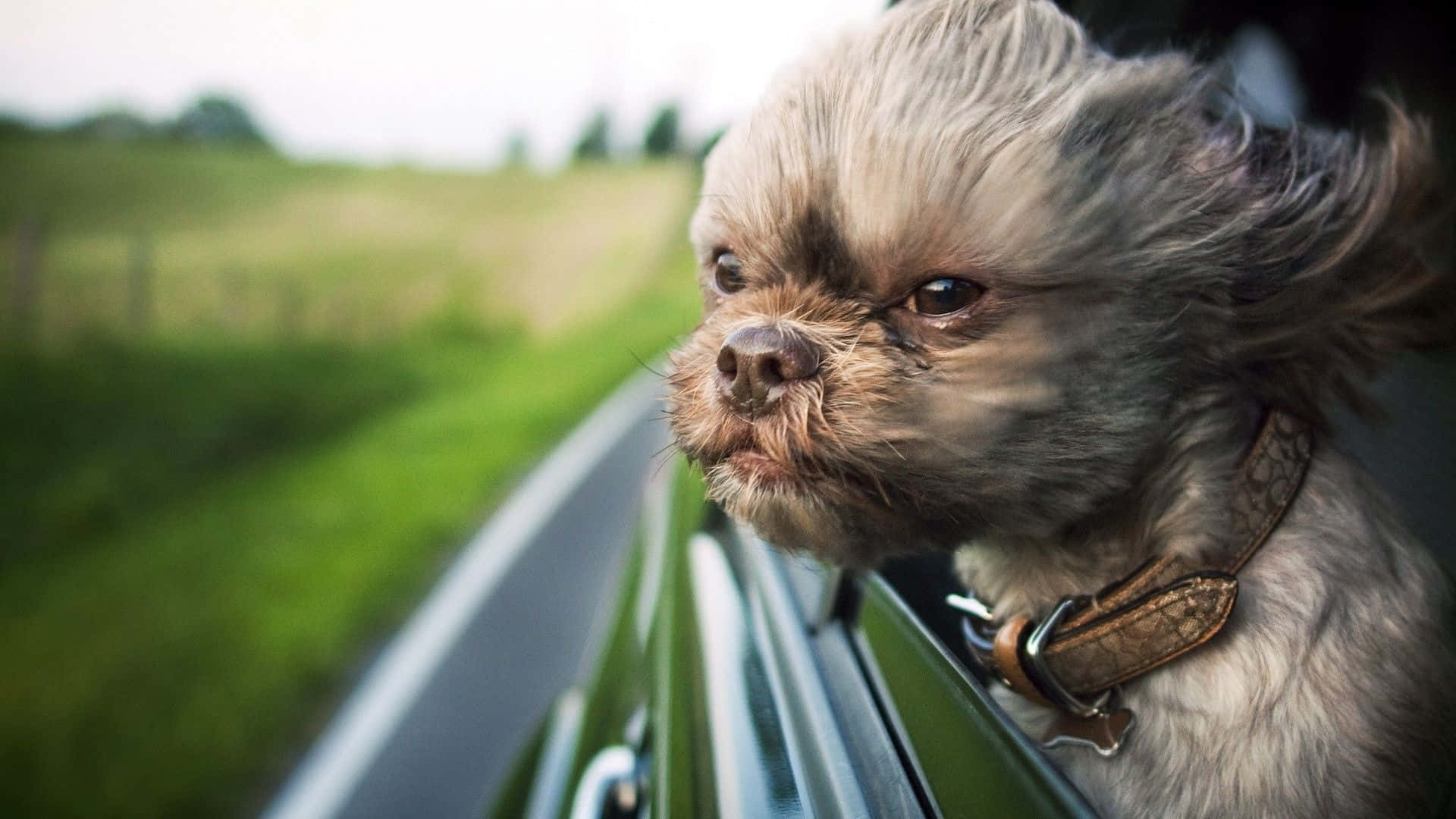 shih tzu 桌布 壁紙 — 一隻毛茸茸的西施犬，毛髮被風吹起，從車窗望向模糊的綠色路邊。