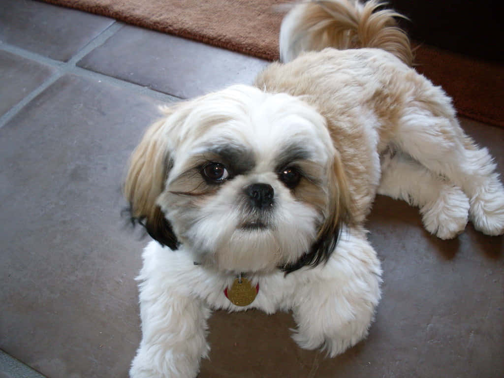 shih tzu 桌布 壁紙 — 一隻毛茸茸的西施犬，深色眼睛，戴著金色標籤，躺在磁磚地板上抬頭看著相機。