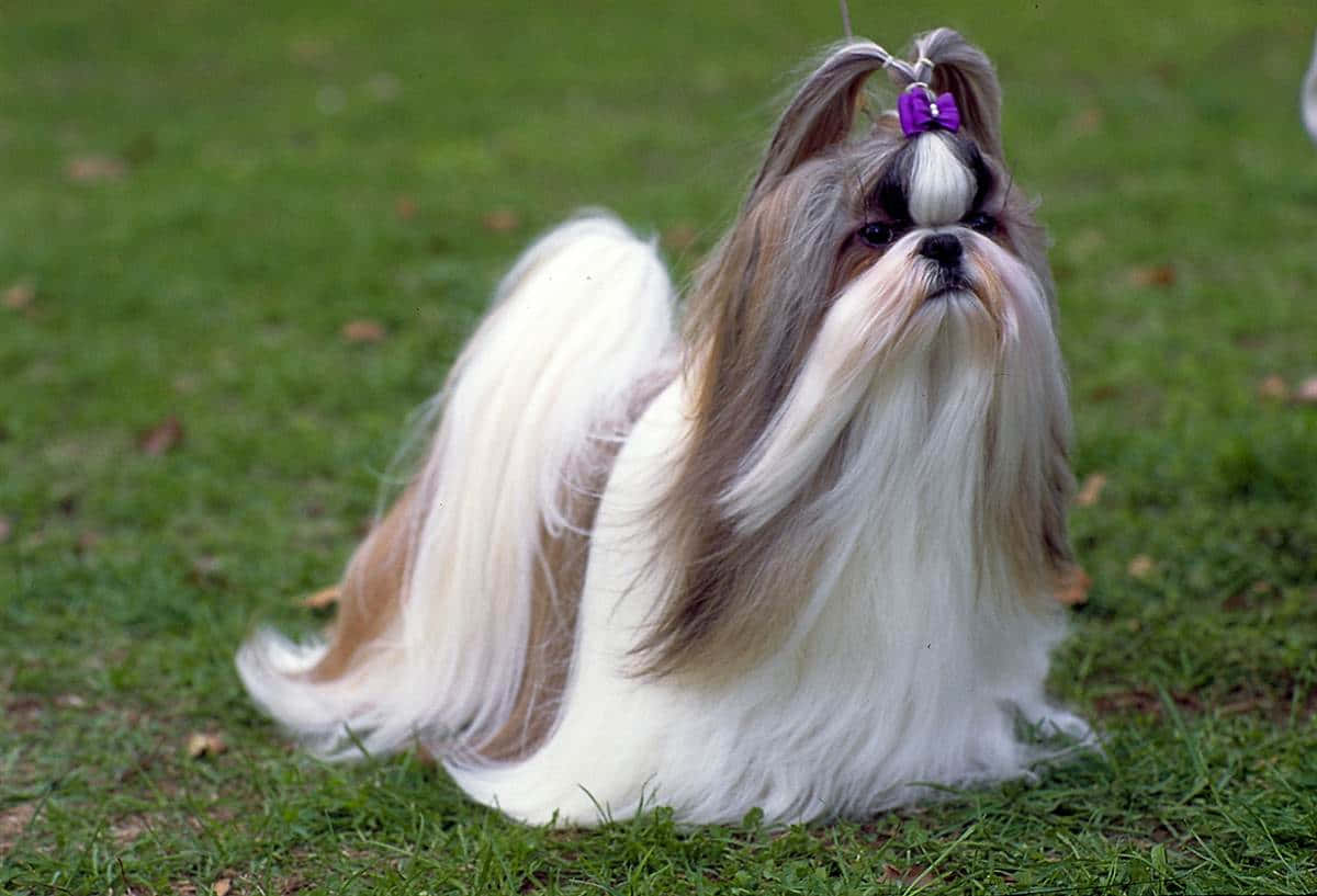 一隻繫著紫色蝴蝶結的西施犬坐在草地上。 — 寵物動圖 壁紙